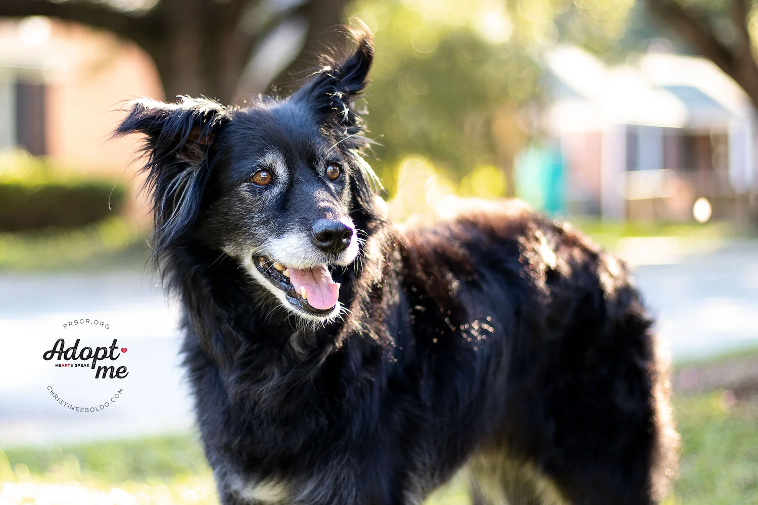 Dutchess_1.jpg