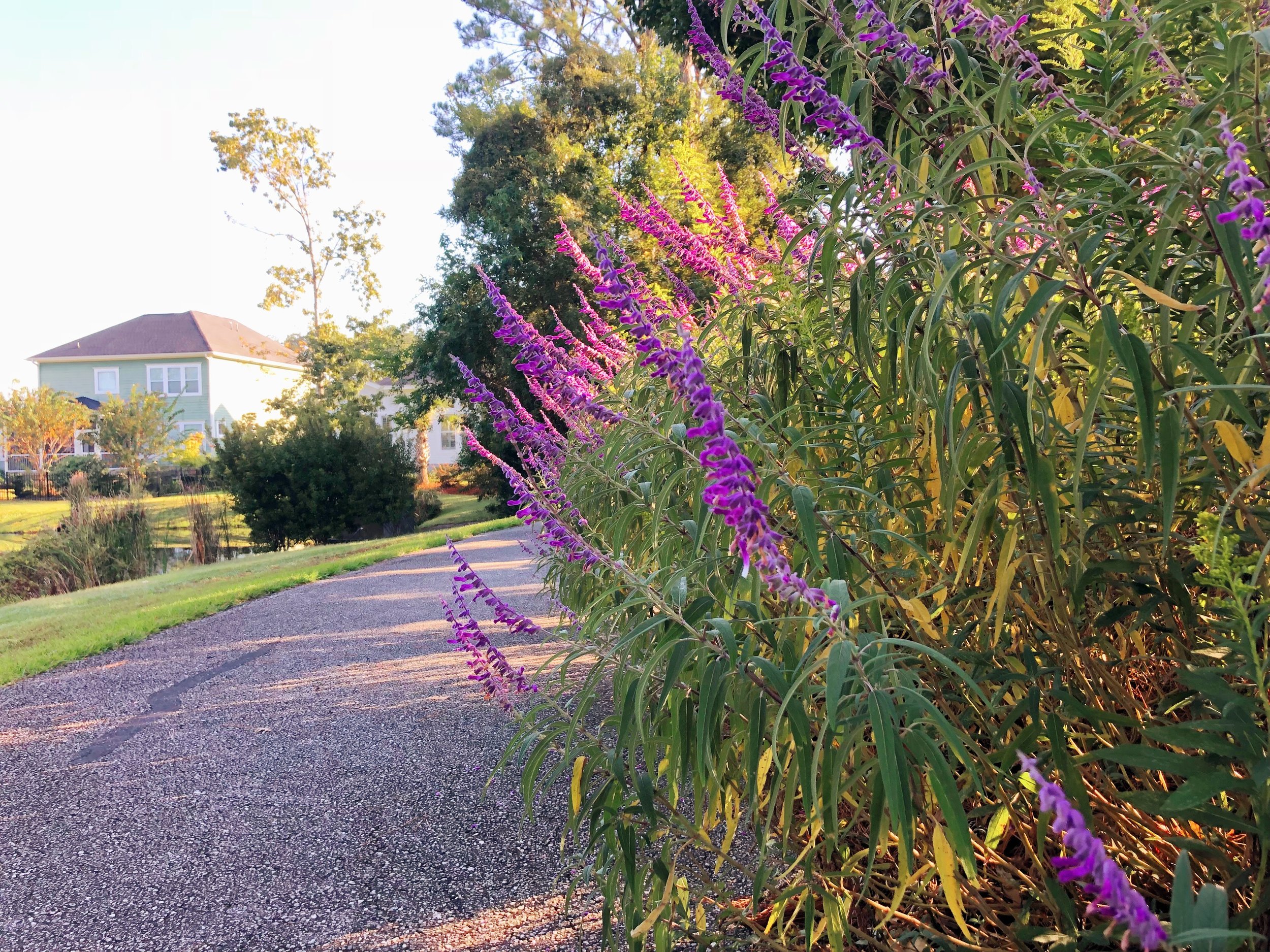 coastal wildflowers