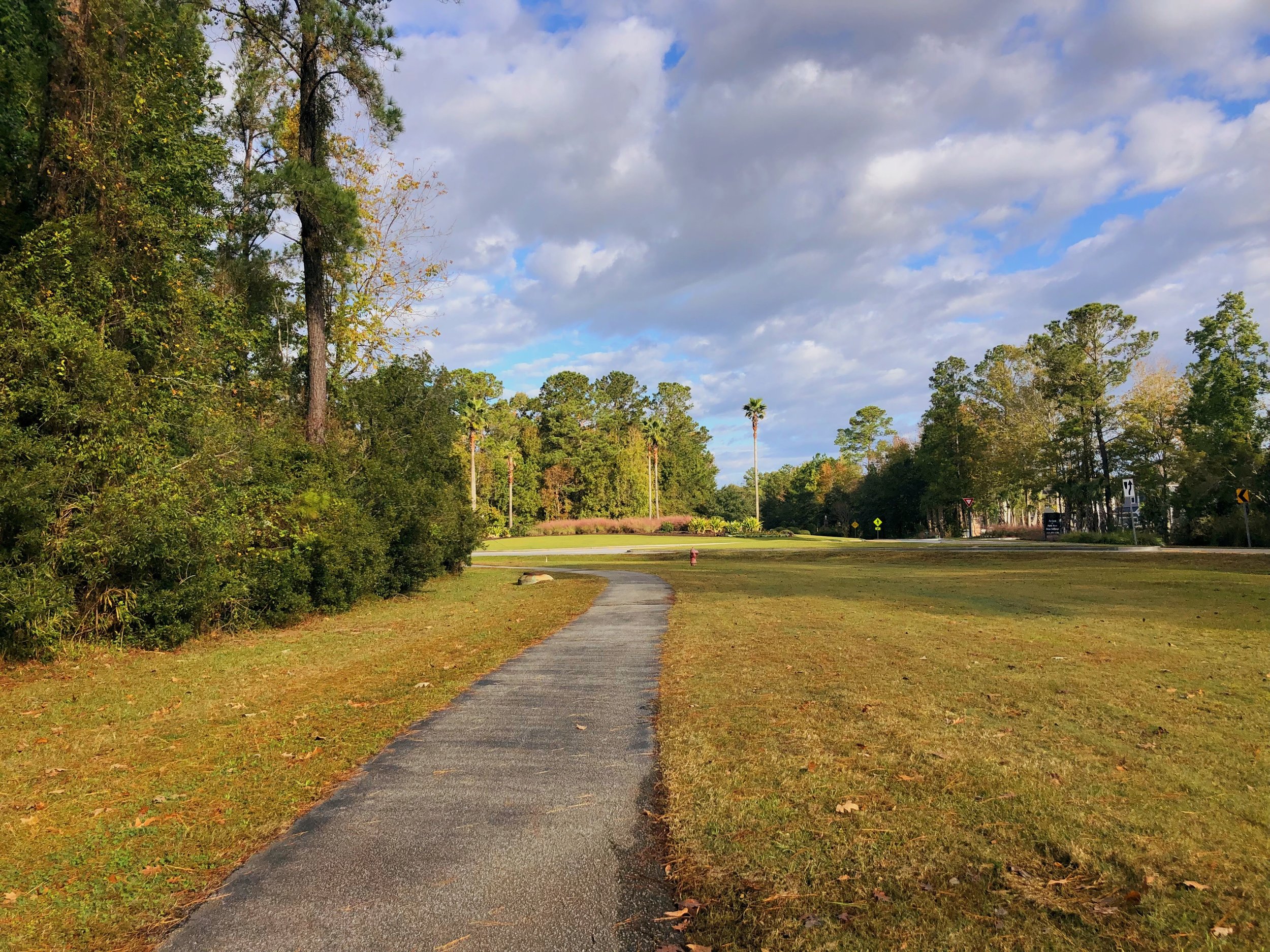 Palm trees on the running path