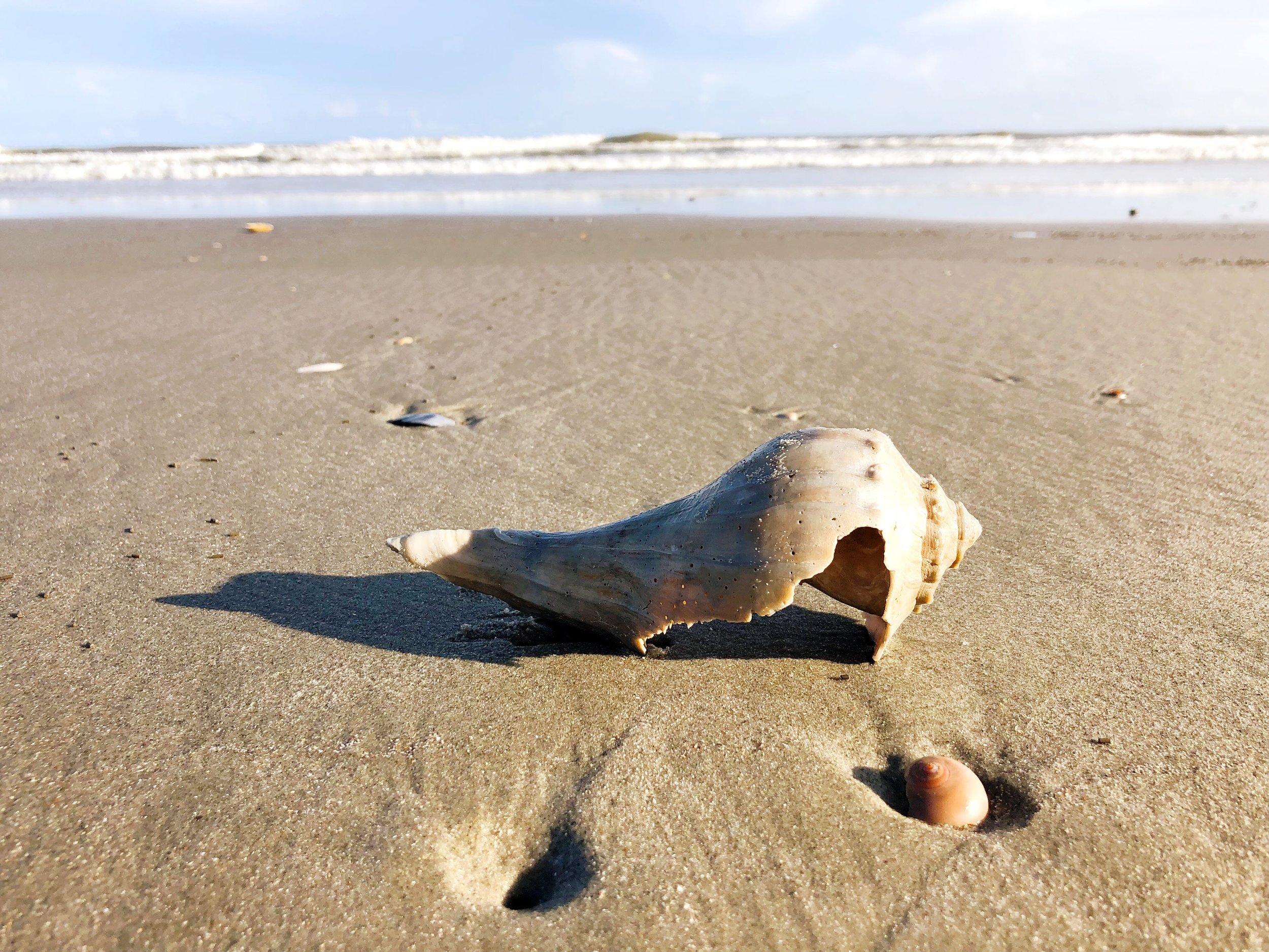 broken shell on the beach