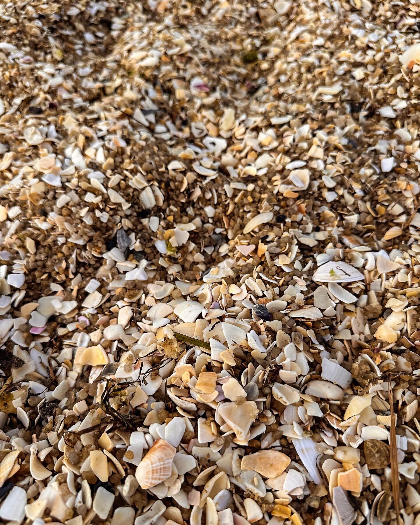 Shells. So many crafting possibilities here. 🐚

#seashellsbytheseashore #shells #coastalliving #melbournelife #beachlife #shells🐚