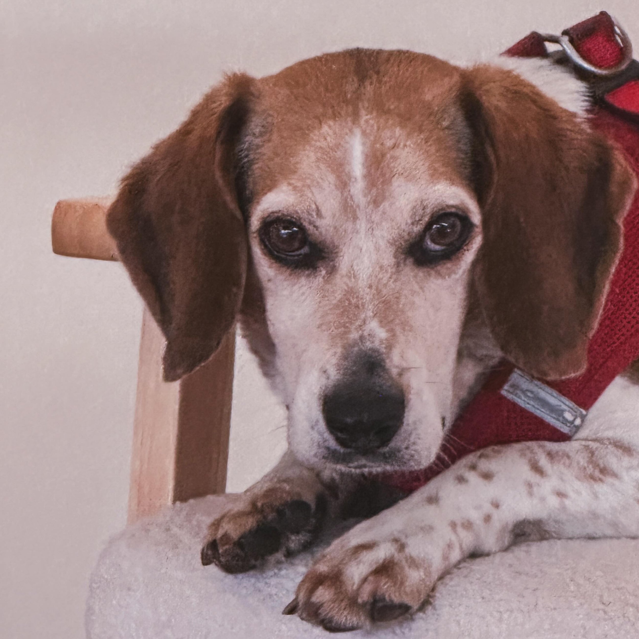 He gave me the disapproving stare down for at least 15 minutes when I was too exhausted to take him on his daily 4 mile walkies. Utterly unacceptable by Ziggy standards. I need to do better tomorrow. 

#beagleboy #ziggystardustbeagle #beaglegram #bea