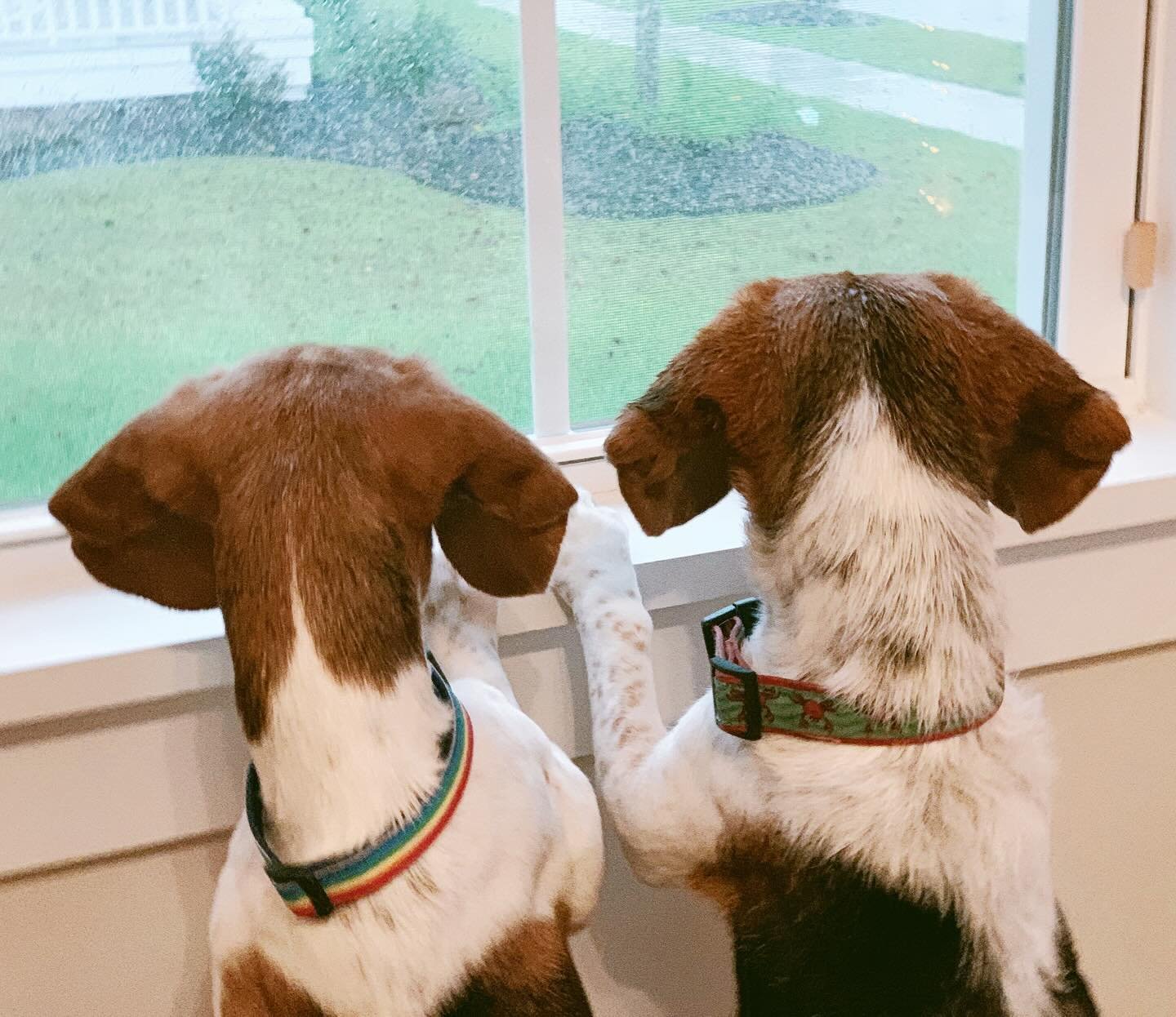 These two babies. Ziggy Stardust (right) is happily with us in Australia. Dolly Joy (left) was my precious, sassy little girl who crossed the rainbow bridge almost a year ago now. I miss her and her (very demanding) barks for food every single day. S