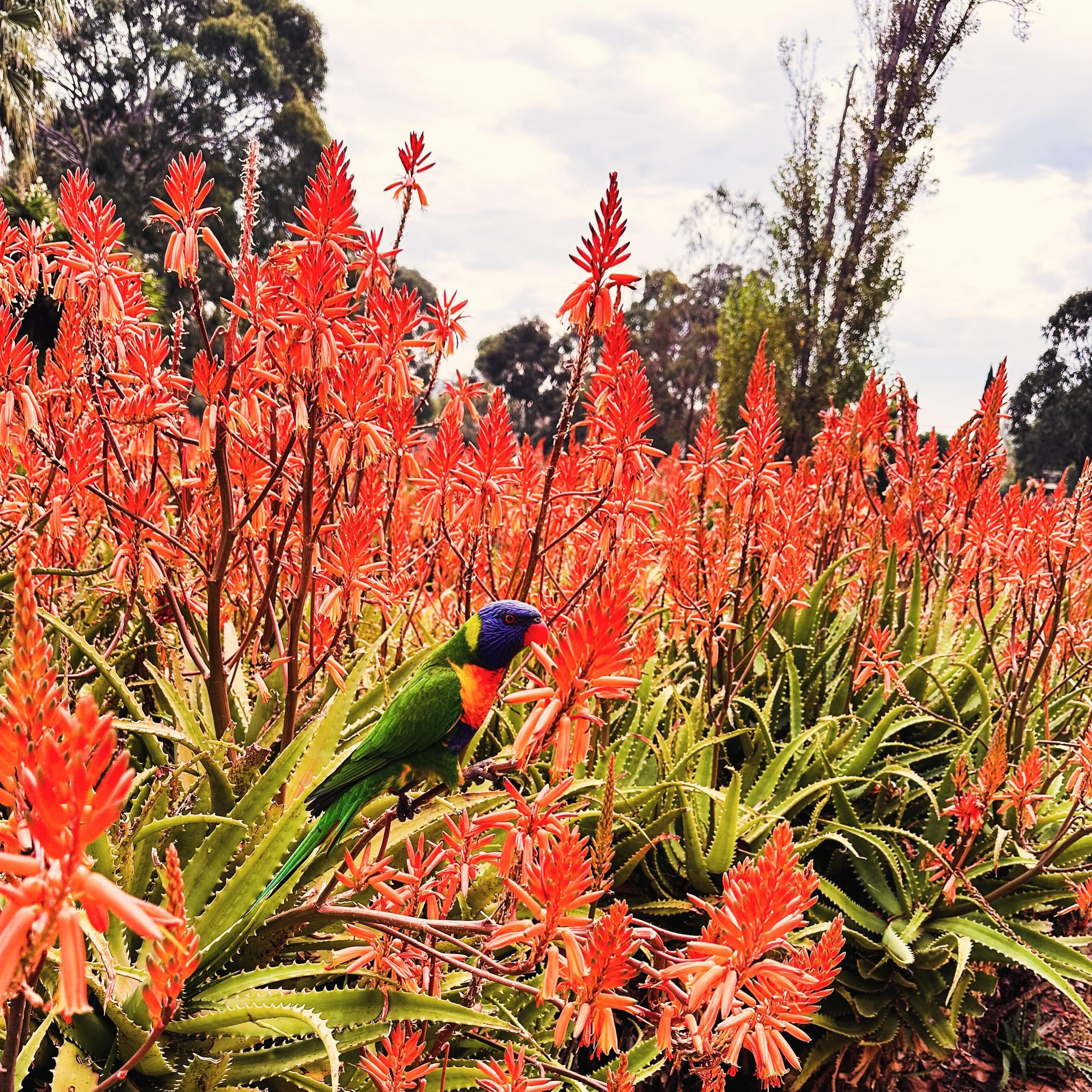 Lorikeet

#birdsofaustralia #birdsofmelbourne #melbournelife #lorikeetsofinstagram #lorikeetsofaustralia #lorikeetlove #somelbourne