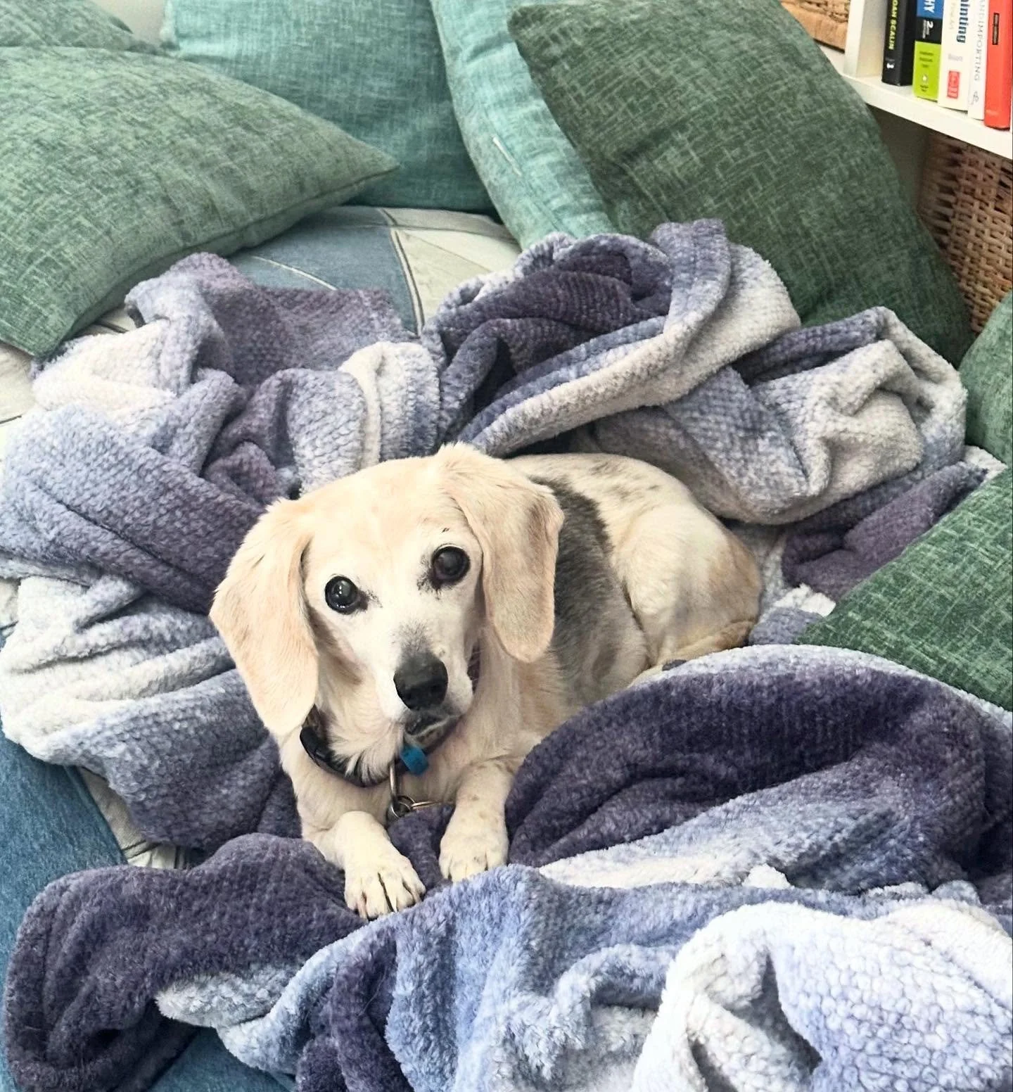 Little bit of a rough week for our Ruby: she had a bout of pancreatitis again that landed her in an overnight hospital stay. She&rsquo;s home and doing well now. I&rsquo;m happy for more bonus days with our old girl.

#olddogsofinstagram #olddogsaret