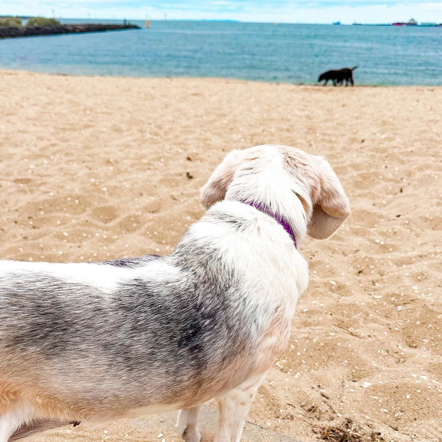 Been a rough week here - Ruby is battling pneumonia and spent several days at the vet. 

She&rsquo;s on the mend but it&rsquo;s very slow and she&rsquo;s very old. We need to get her eating a bit more. 

Otherwise, she&rsquo;s still here, I&rsquo;m s