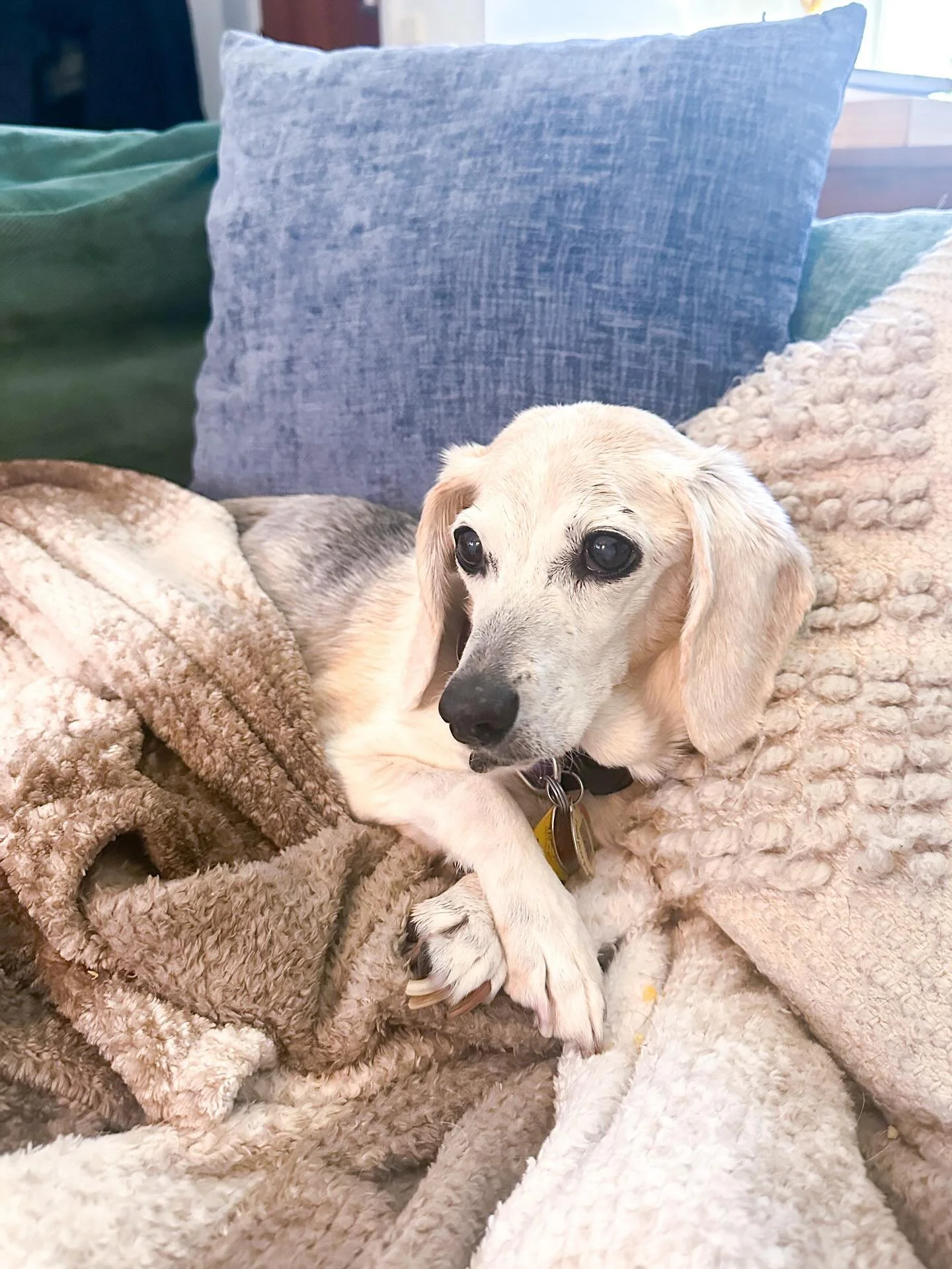 Rest in peace, my sweet, sassy Ruby Skye. You were the best girl and we had so many adventures. I thought you were old when I got you (11-12), and that you&rsquo;d be a short-timer, but you beat all the odds, moved across the world to Australia, and 