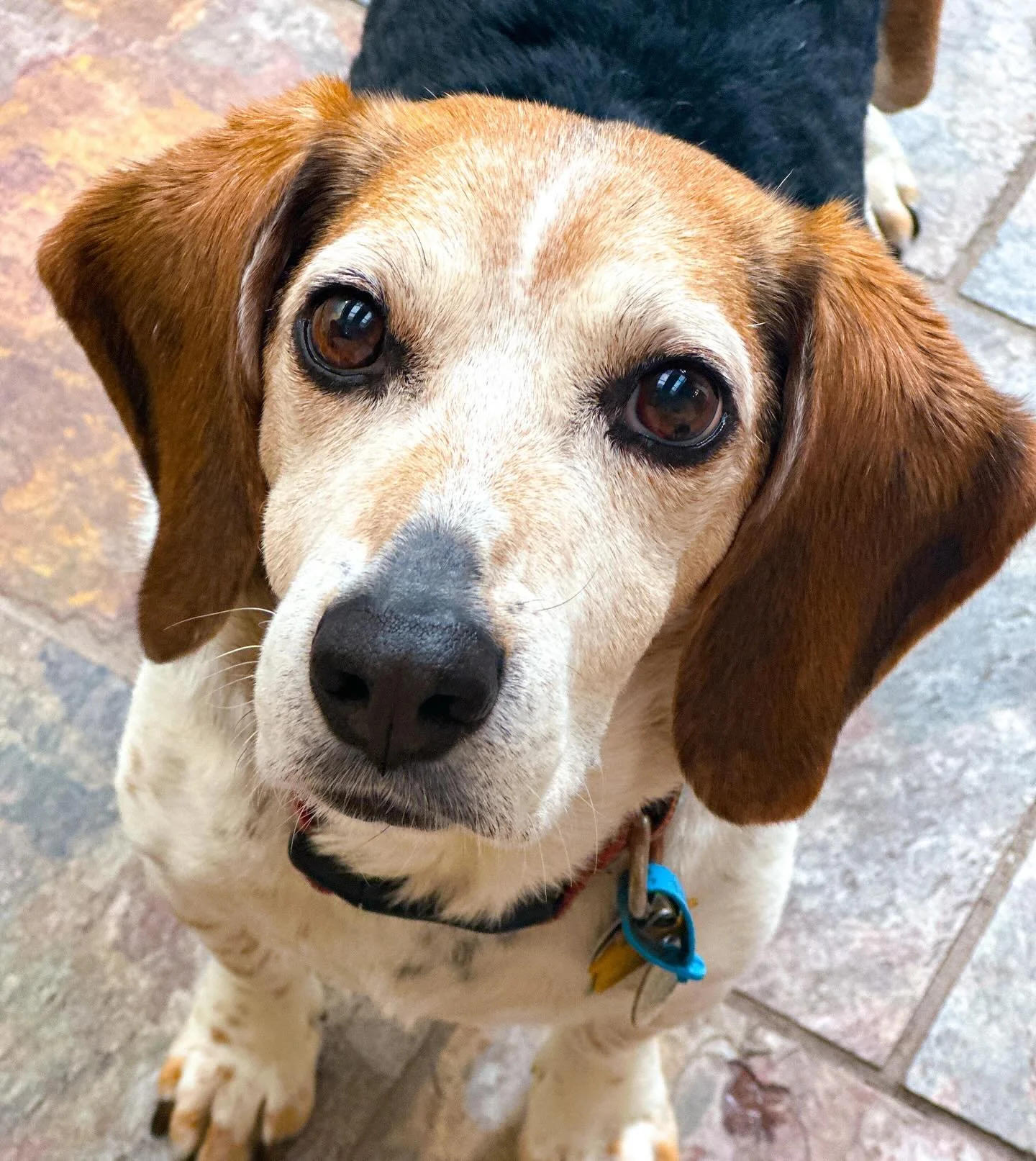 This handsome little boy &mdash; Ziggy has been all out of sorts since Ruby passed away. She was the boss and always let the other dogs know when it was time to start demanding food. Now this dog is completely disregulated and eating his feelings, lo