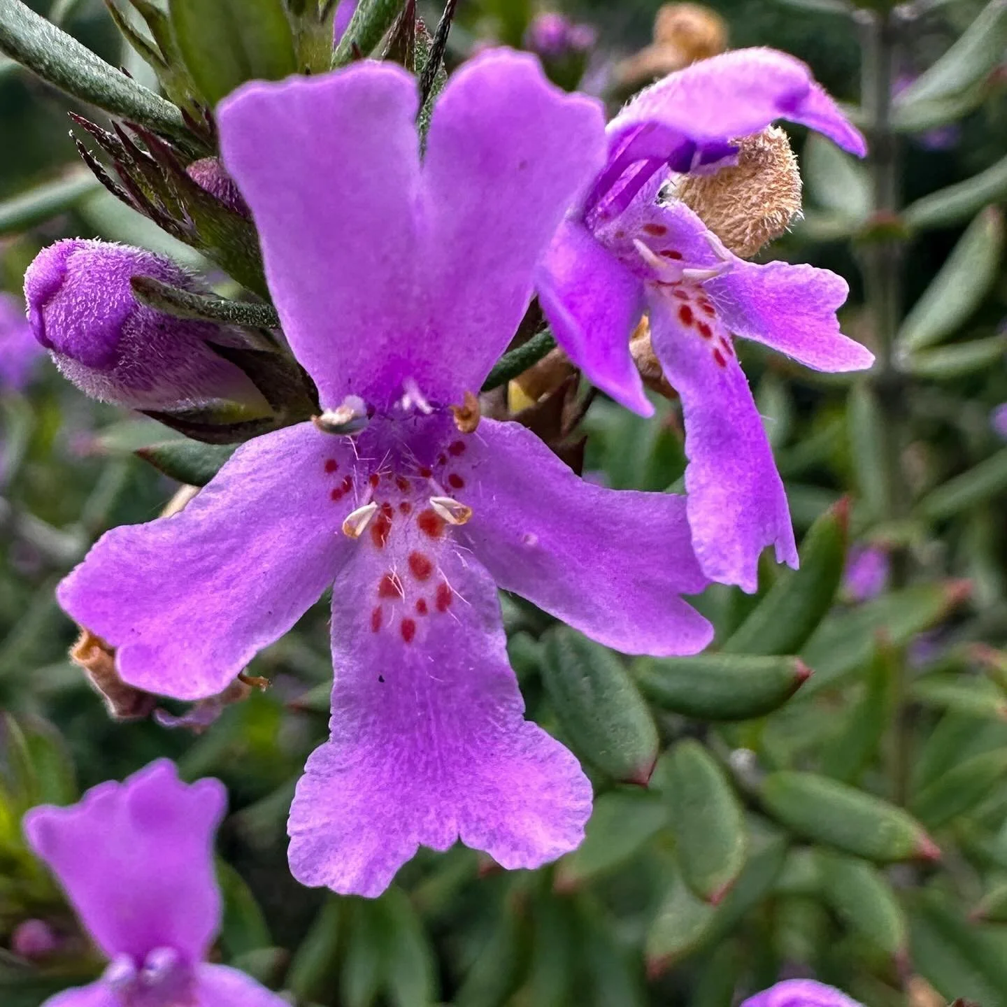 There are purple flowers blooming everywhere right now, all kinds of them. Purple was Ruby&rsquo;s color - her collar, her harness, her sweater. It&rsquo;s a nice reminder of her. 💜🐶🌈

#purpleflowers #springhassprung #springinmelbourne #rainbowbri