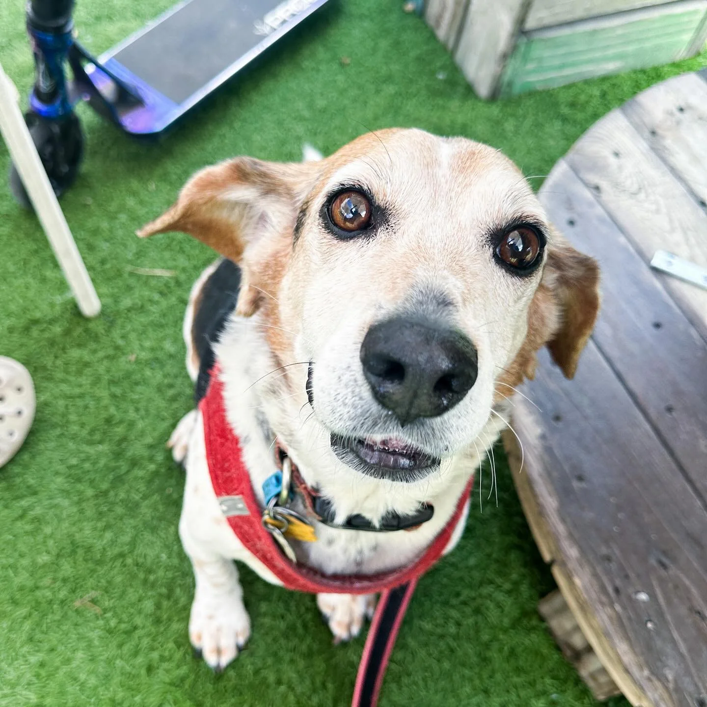 Captain Ziggy Stardust Fur Potato Goodest Boi wants treats. 

#beaglegram #instabeagle #beagleofinstagram #melbournebeagles #beaglelife #ziggystardust