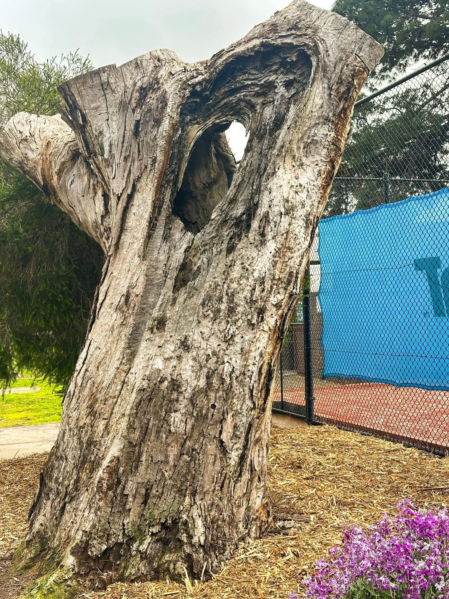 The creepy trees around the suburb giving spooky Halloween vibes.

#thisishalloween #halloweentree #halloween #halloween🎃👻