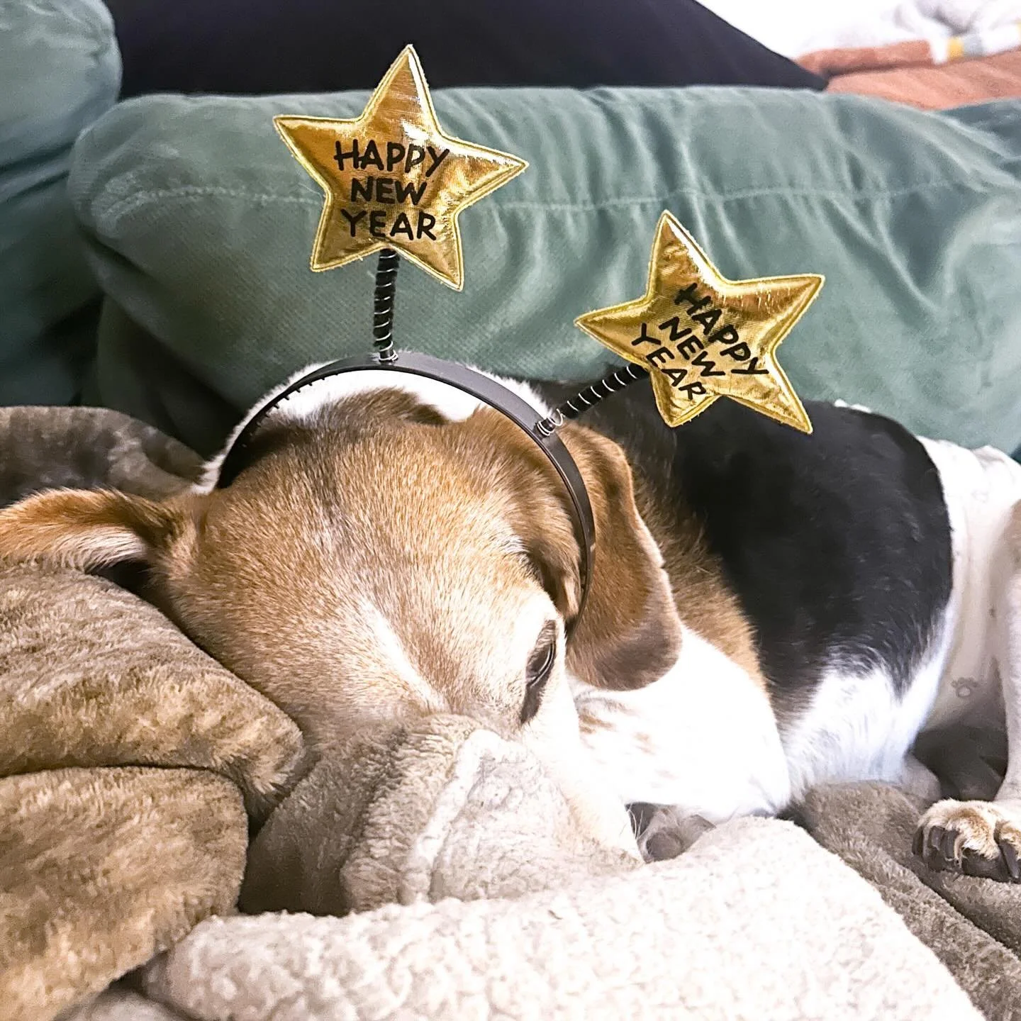 Hello, 2026

#newyear2026 #beagles #beaglelife #newyearnewhome