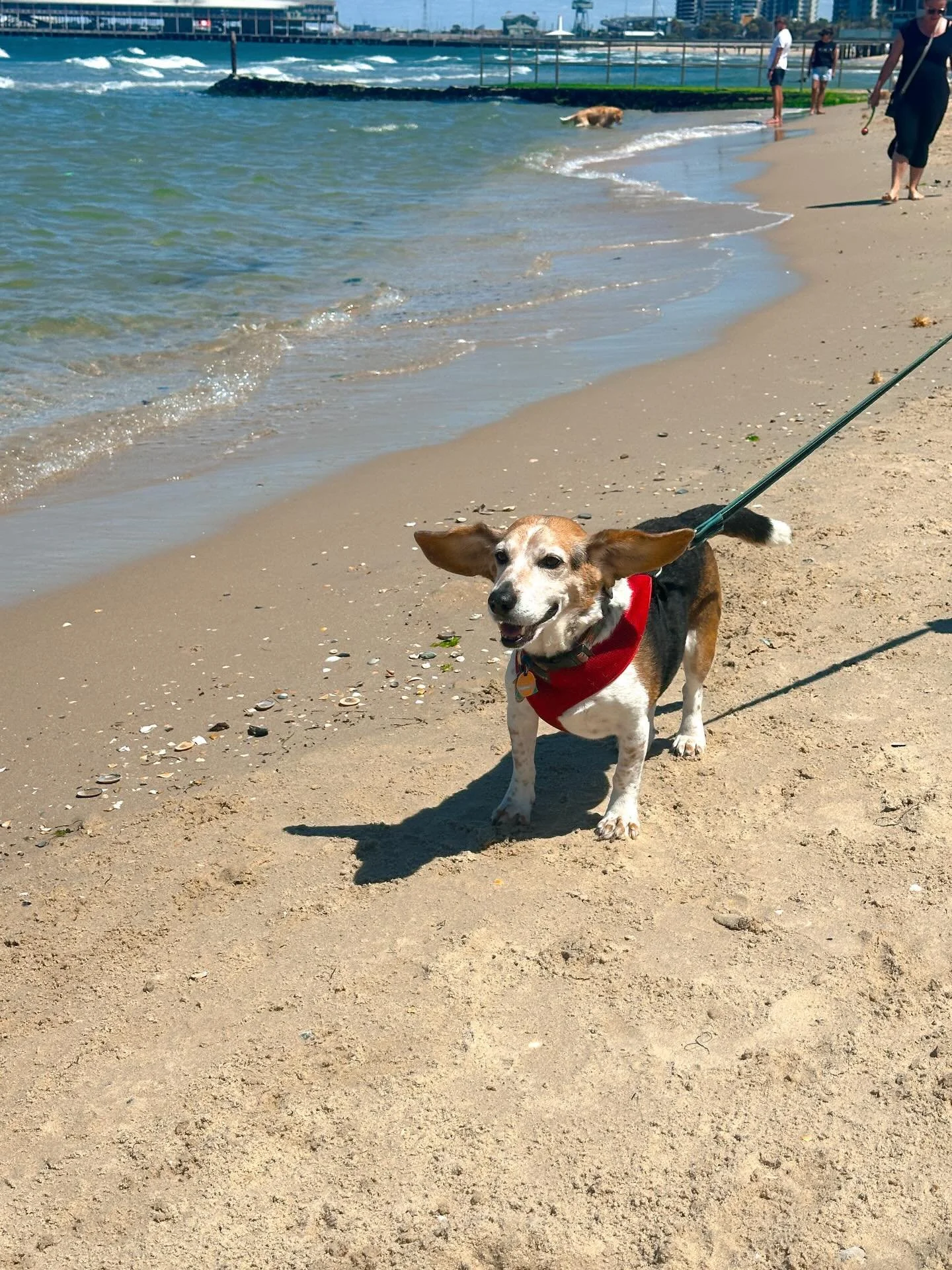 Our little ball of beagle sunshine. He&rsquo;s also very sure that he is the sun because when he&rsquo;s awake, everyone must be awake. Every single morning. 

#beaglegram #beachbeagle #coastallife #somelbourne