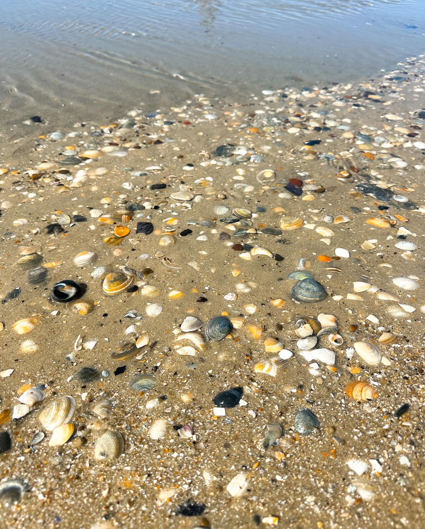 Daily ritual: salty air, salty sea, and shell collecting.

#beachlife #coastalliving #shells #beachlifestyle #beachcombing