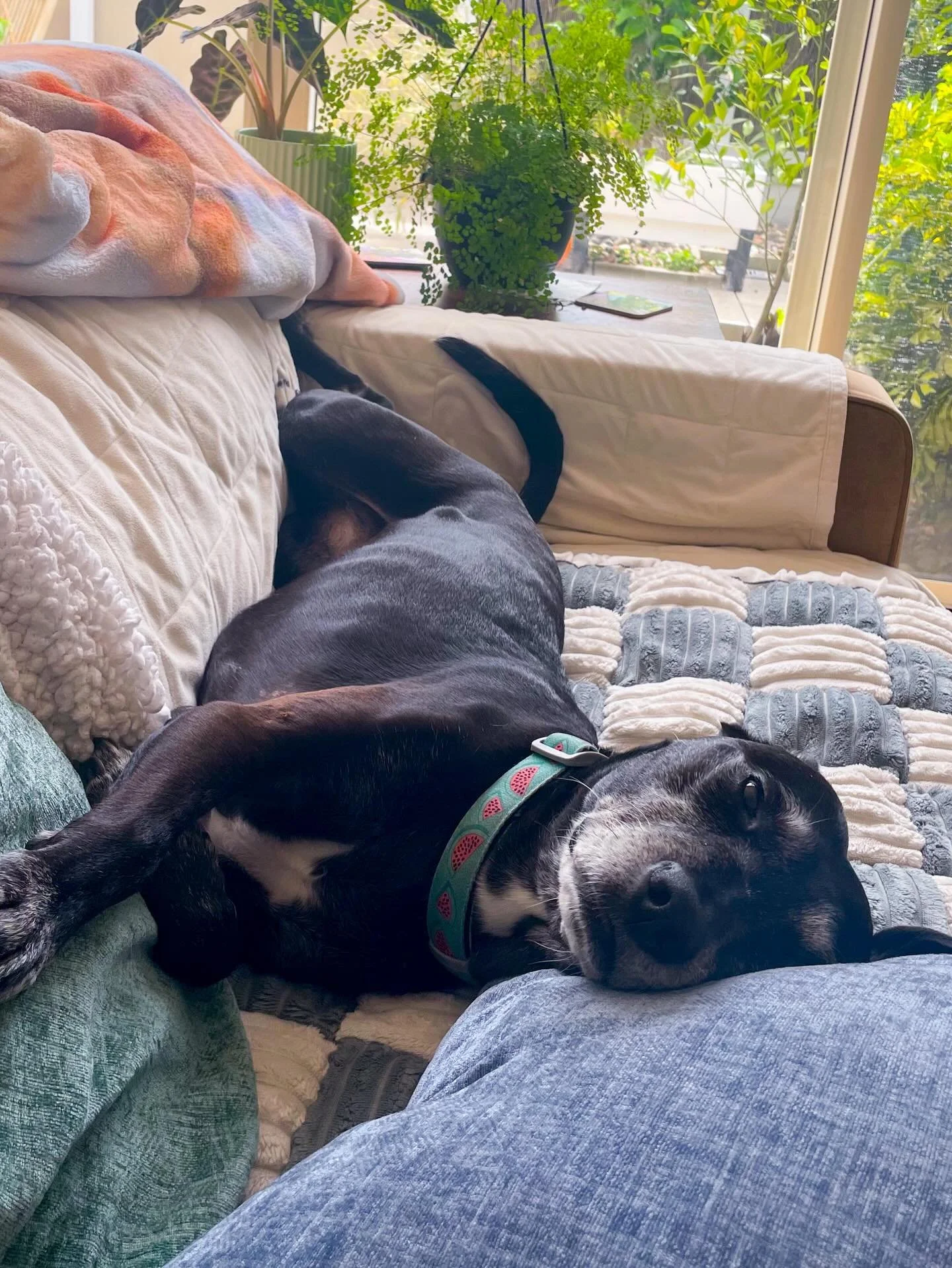 Our sweet Macy is in hospital and sick, but stable. The vet suspects meningitis as we&rsquo;ve ruled out a bunch of other things. She&rsquo;s getting more testing tomorrow and hopefully we&rsquo;ll have answers and treatment soon. Send good thoughts 