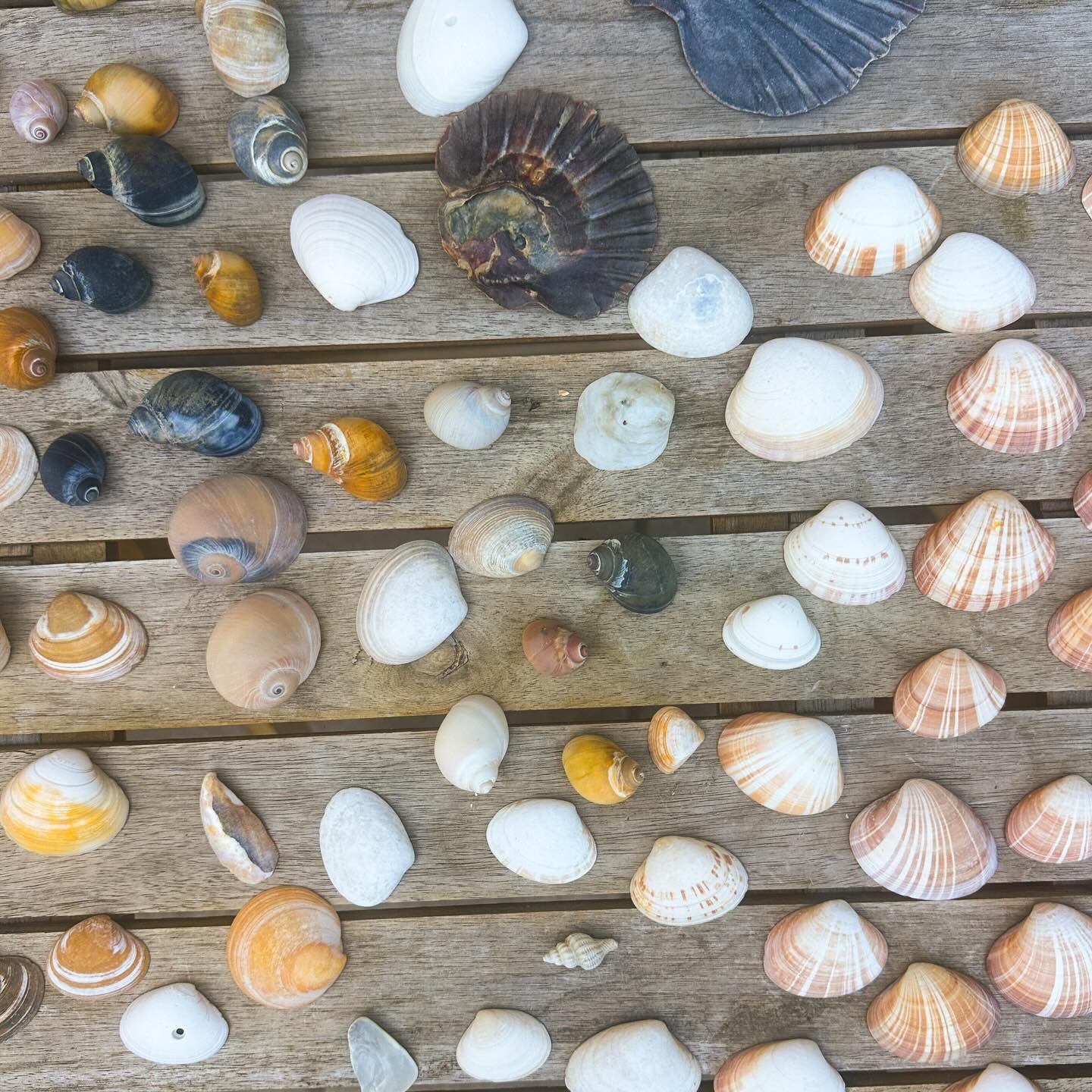 Shell collector.
#beachlife #shells #melbourne #coastalliving