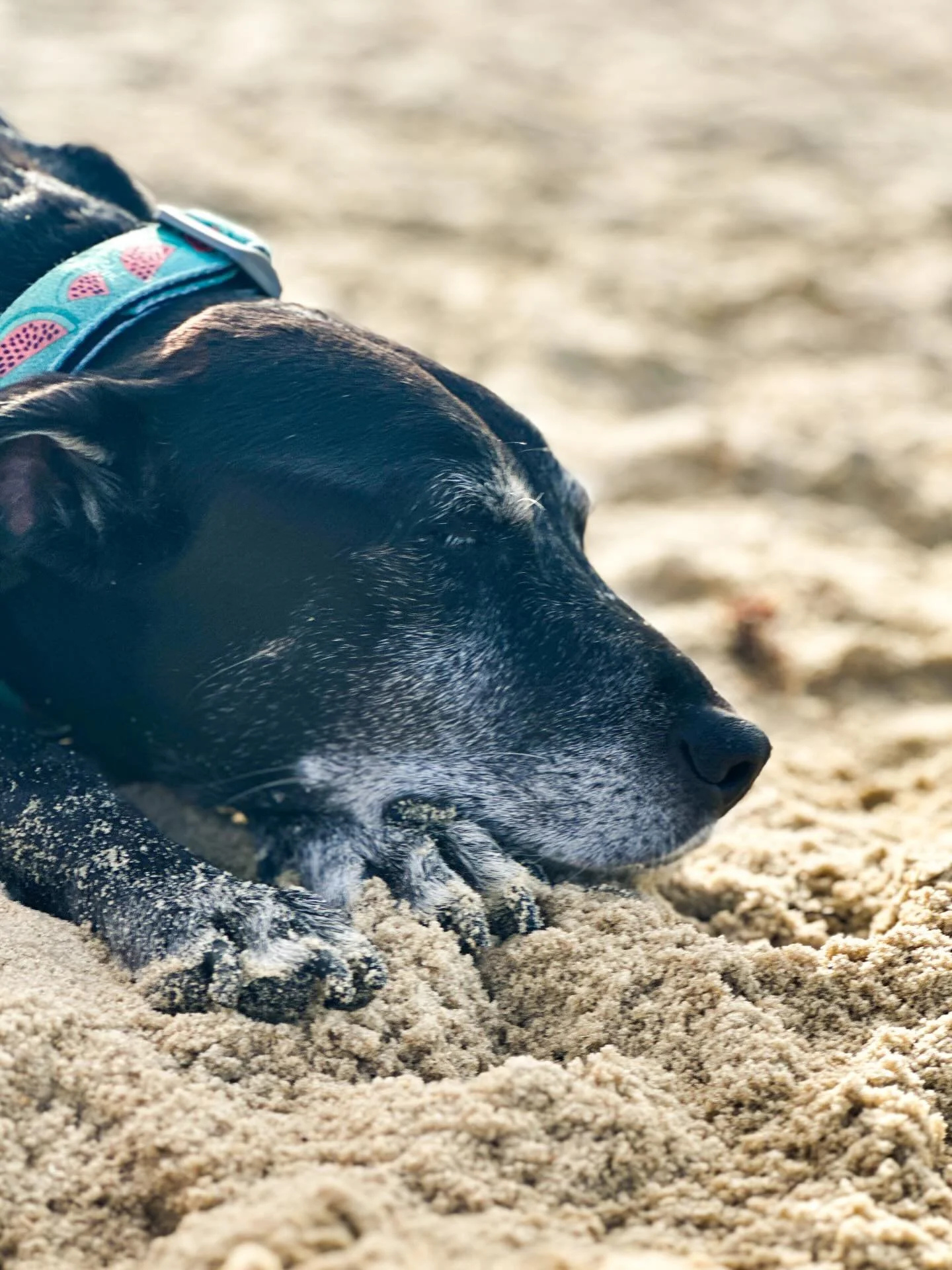 Our Macy dog was recently diagnosed with immune-mediated polyarthritis after a multi-day hospital stay and a battery of tests. She&rsquo;s a few weeks into treatment, and initially had a rough go of reactions to the meds, but over the past few days s