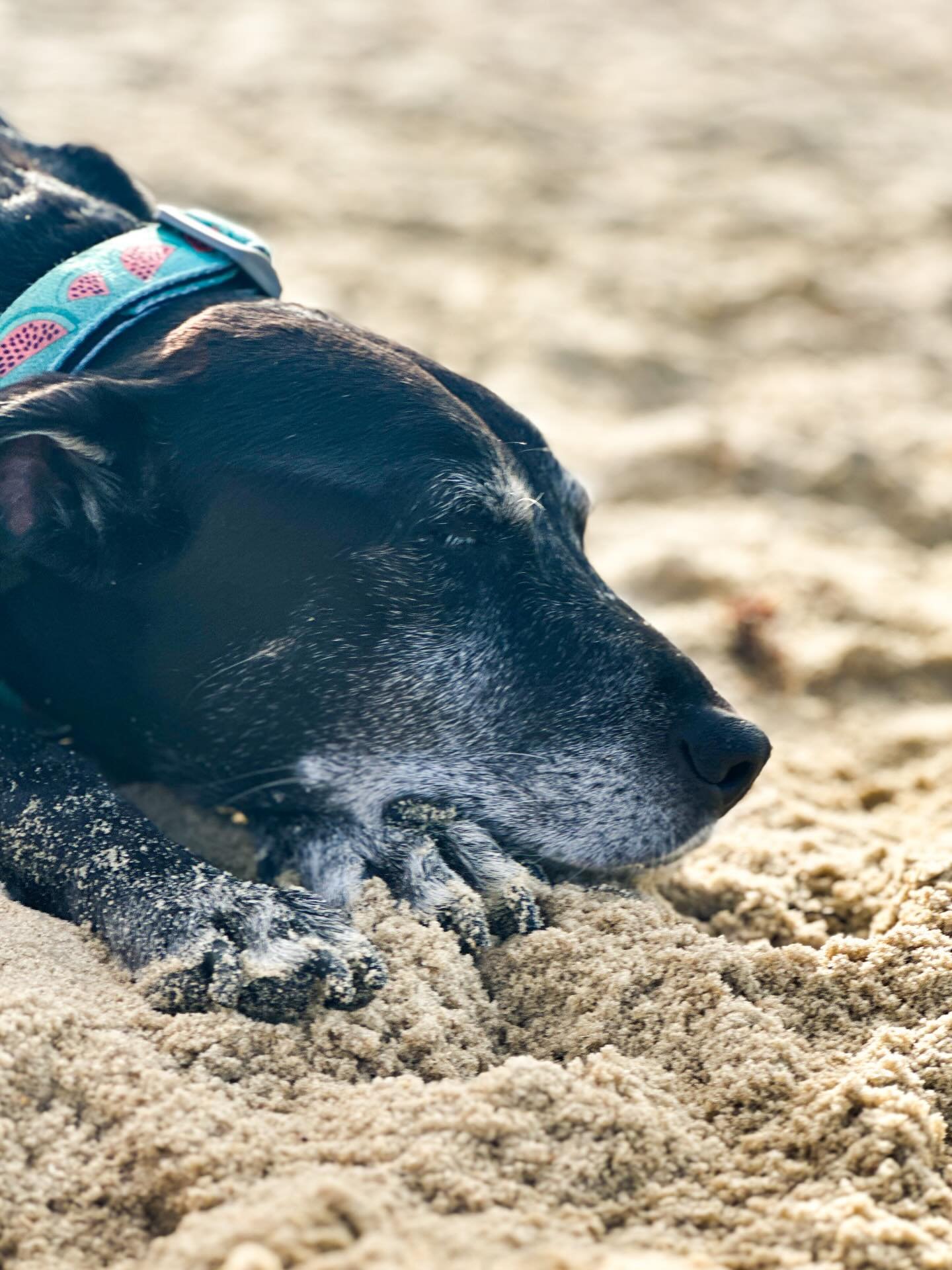 Our Macy dog was recently diagnosed with immune-mediated polyarthritis after a multi-day hospital stay and a battery of tests. She&rsquo;s a few weeks into treatment, and initially had a rough go of reactions to the meds, but over the past few days s