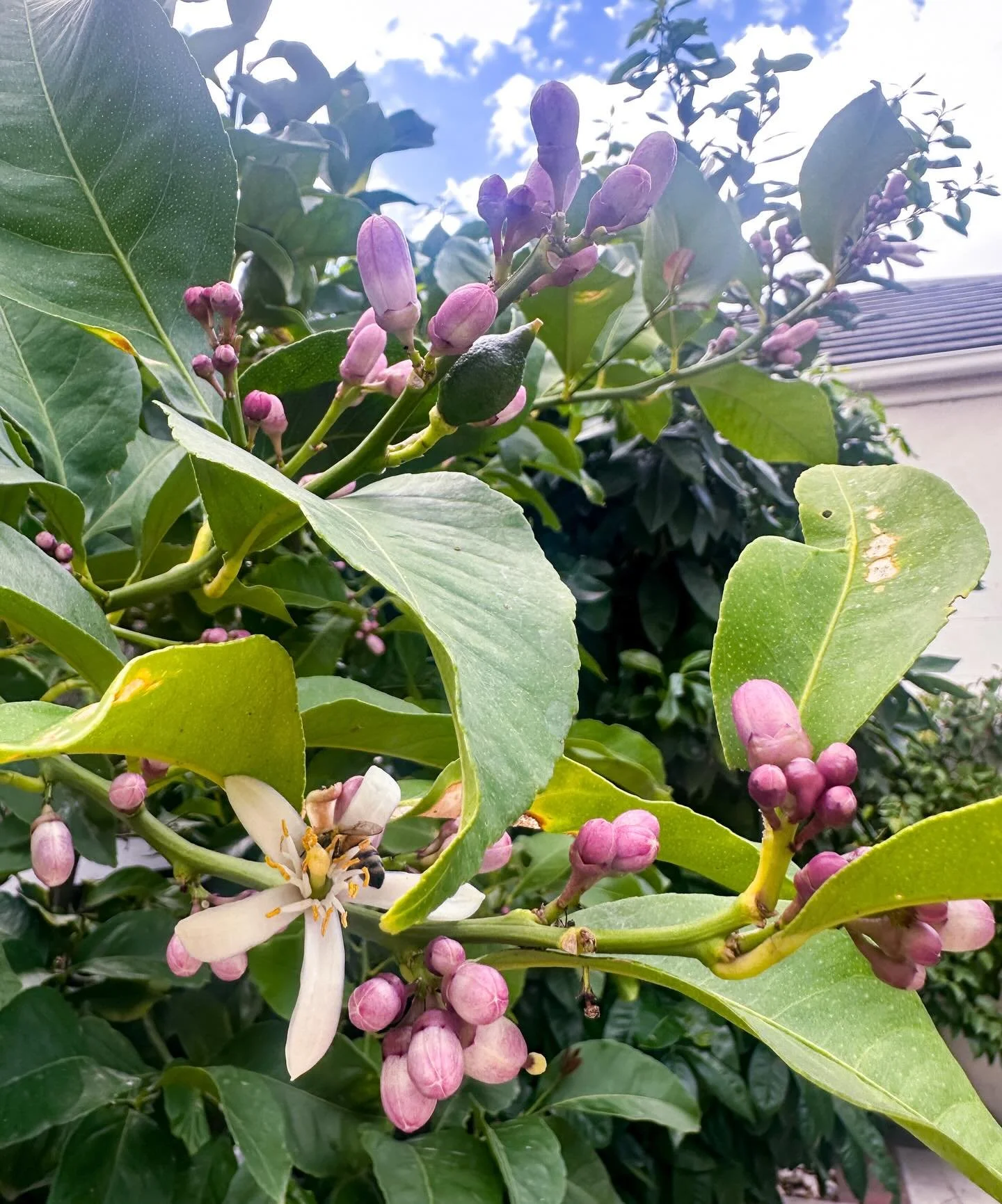 Find the bee butt

#flowers #bee #melbourne #beesofinstagram #savethebees🐝