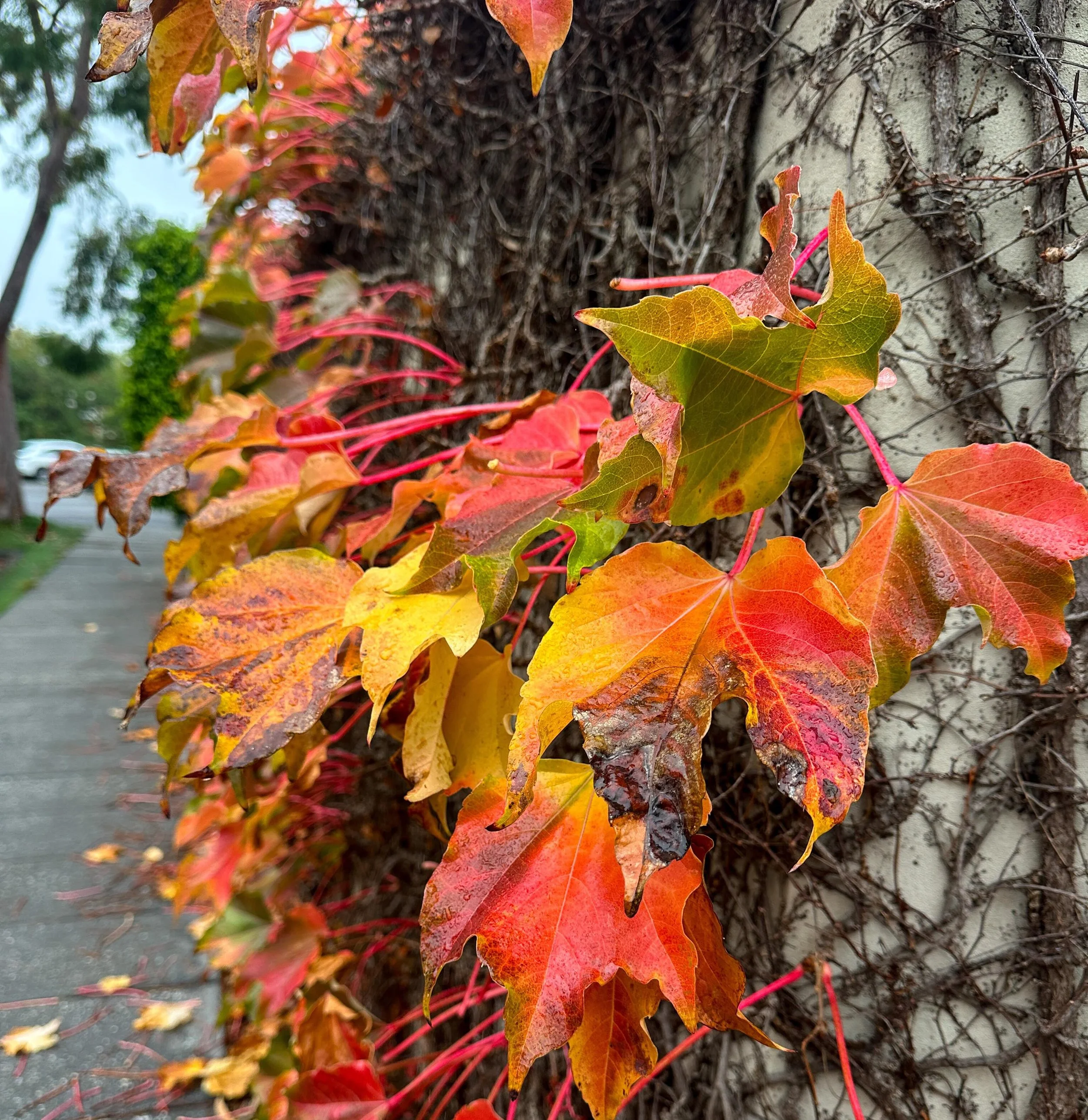 Bright autumn
#autumninmelbourne #melbourne #somelbourne #coastalliving