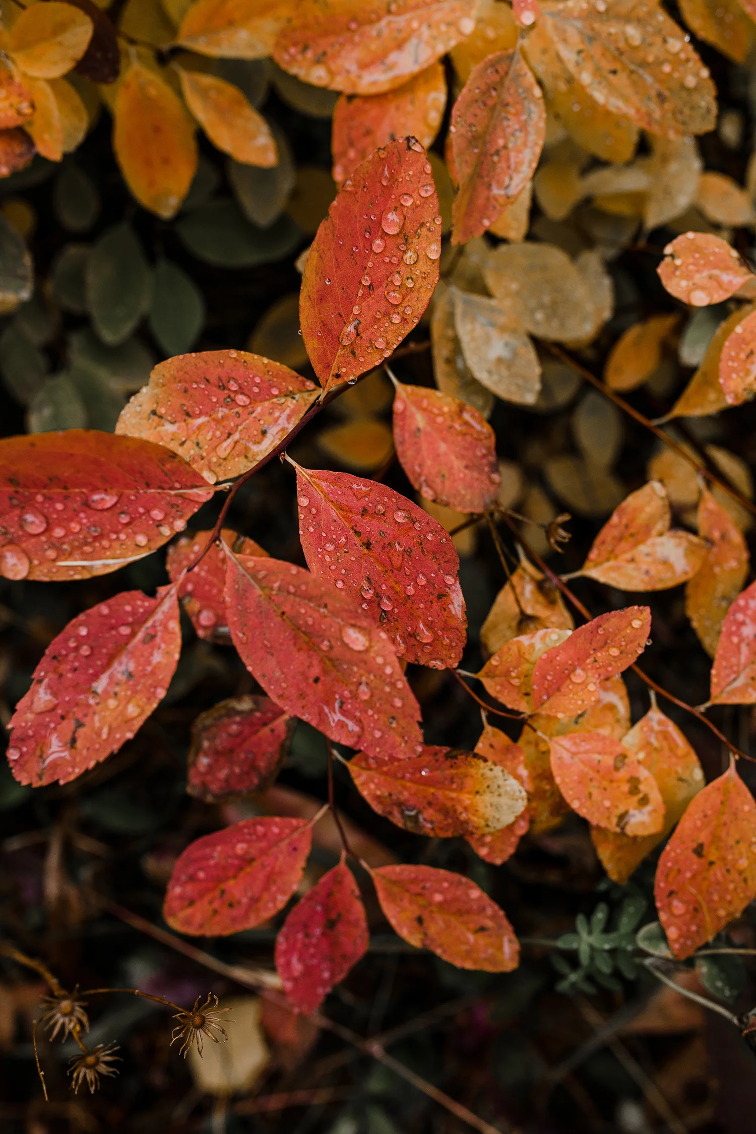GNPLandscapes132_Print.jpg