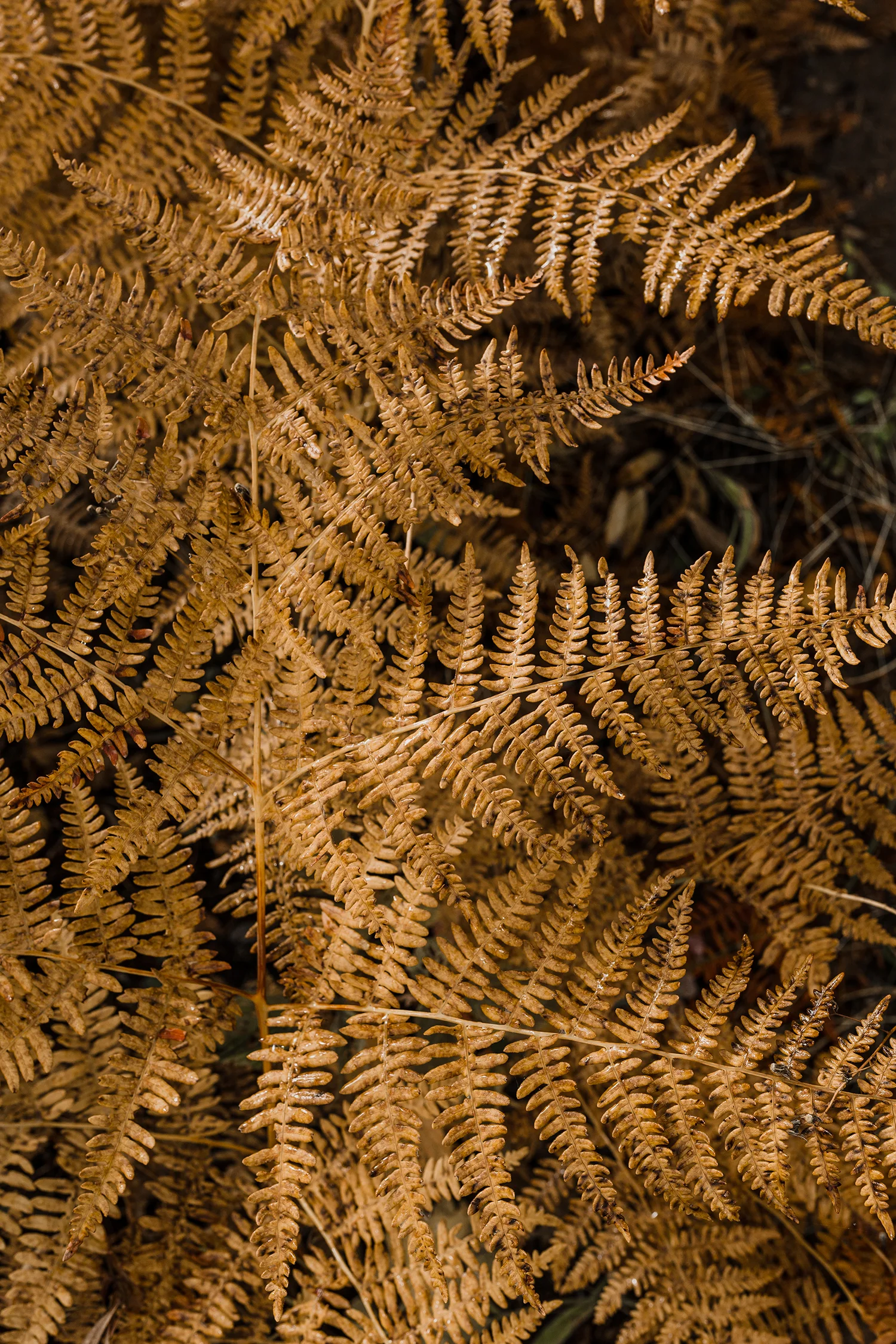 GNPLandscapes147_Print.jpg