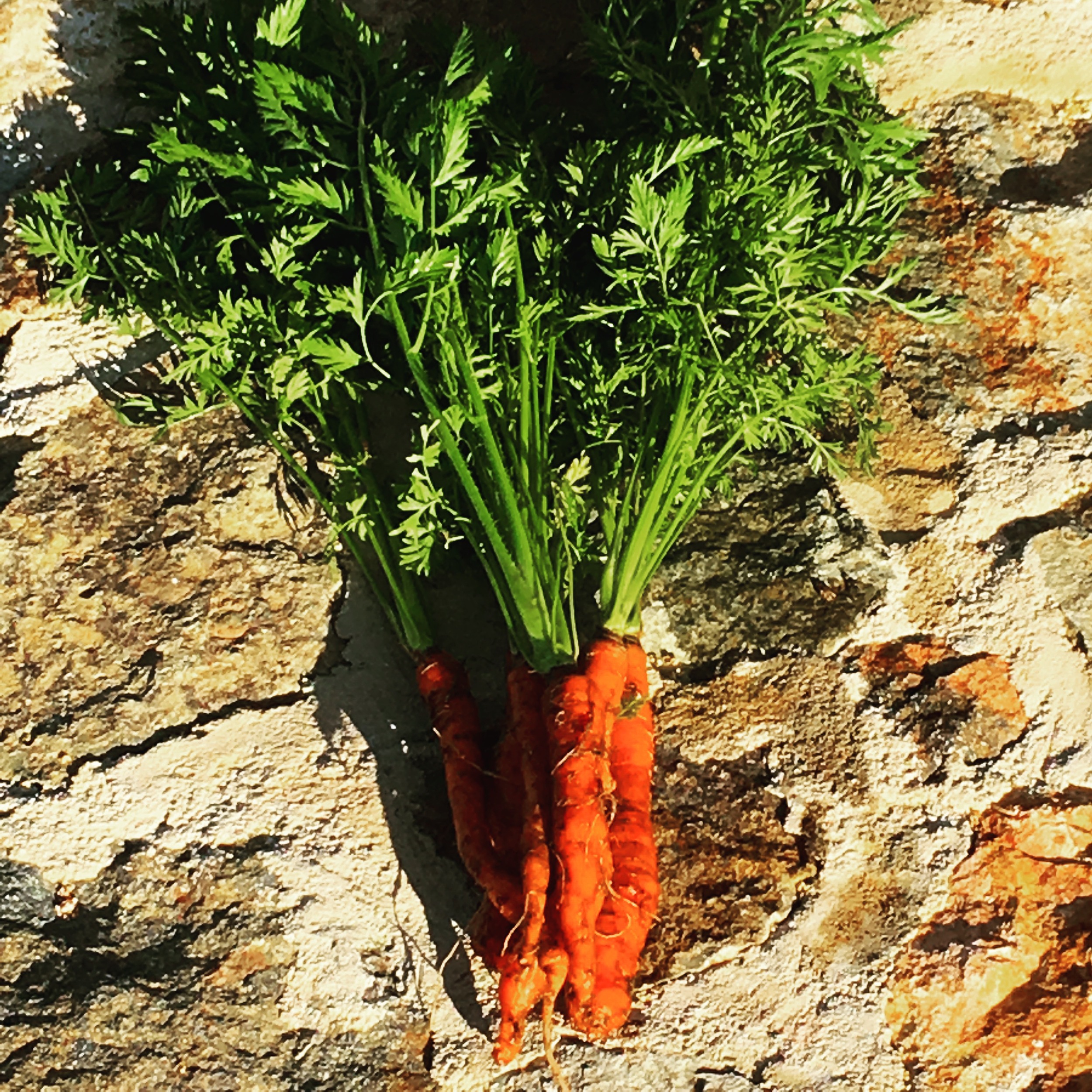 Spring is here! Freshly picked carrots from the garden. 