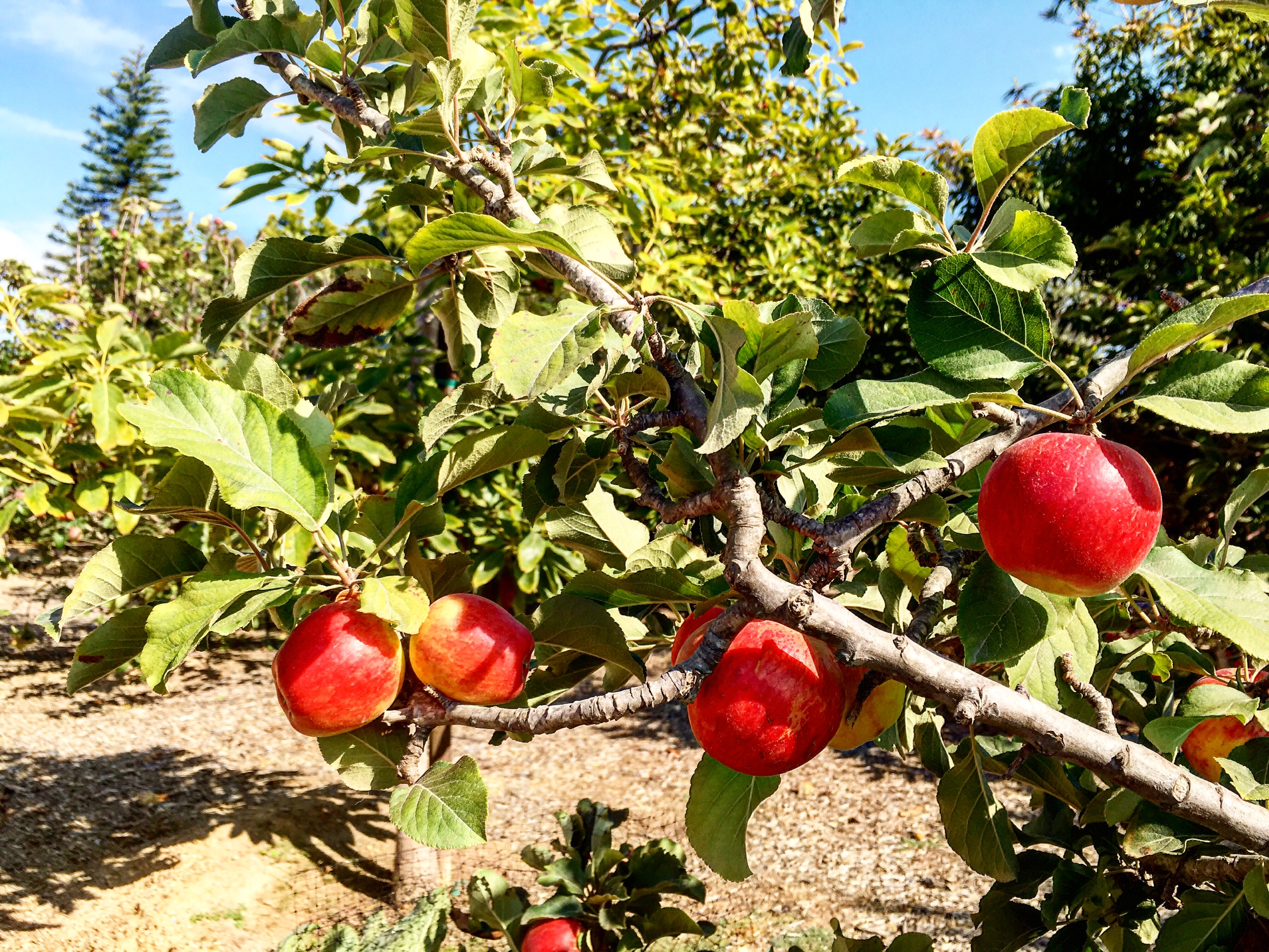Natural Sorbitol: Apple Trees in our Garden. San Diego, California. 