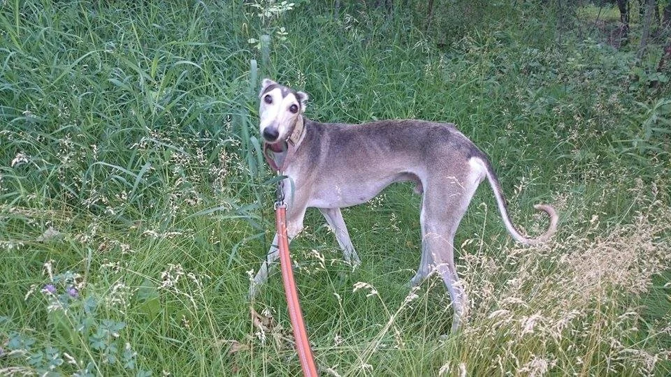 He's great on the leash!