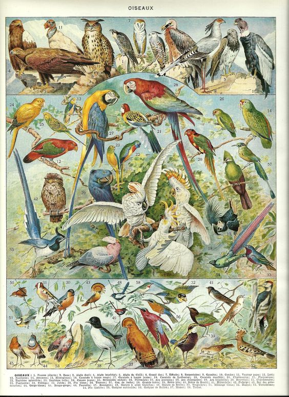 Maybe a bird?