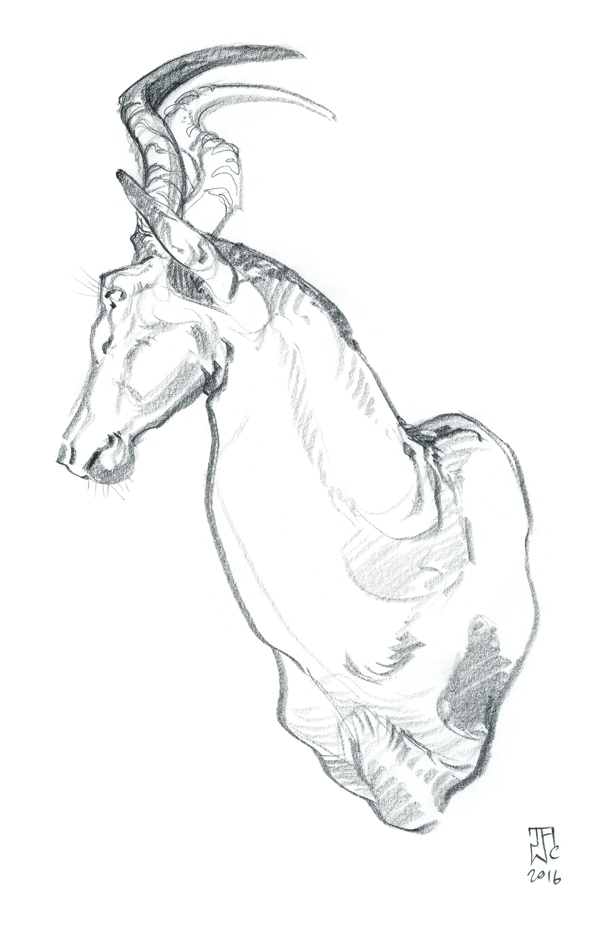 antelopebust.sketch_JAWCooper copy.jpg