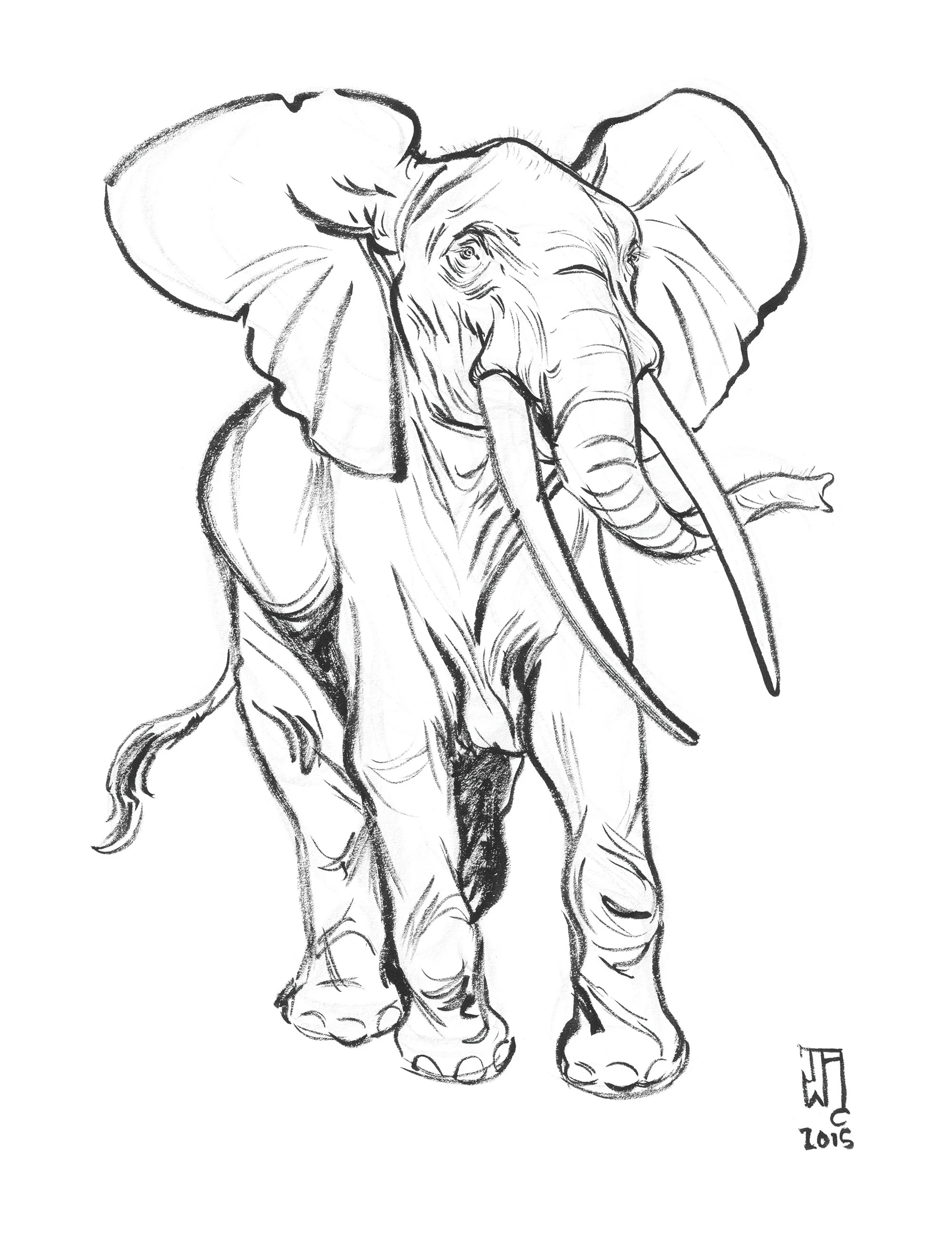 elephantnhmla.sketch_JAWCooper copy.jpg