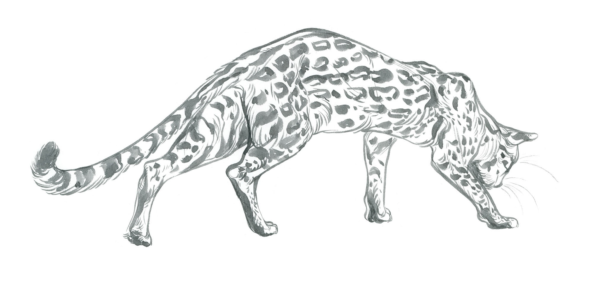 ocelot.sketch_JAWCooper copy.jpg