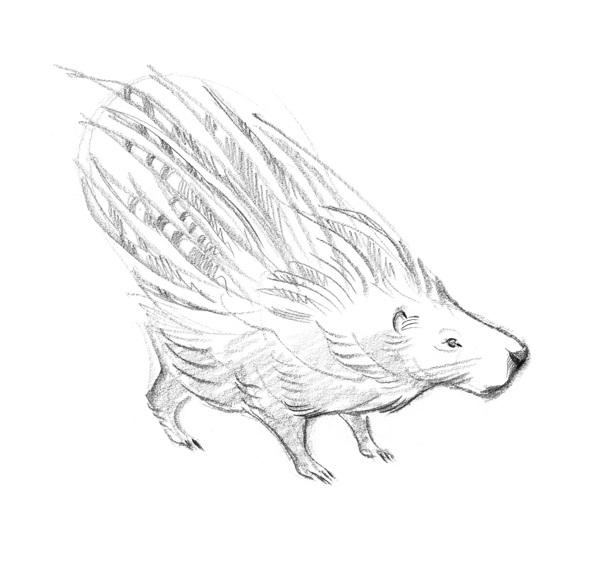 porcupine.sketch_JAWCooper copy.jpg