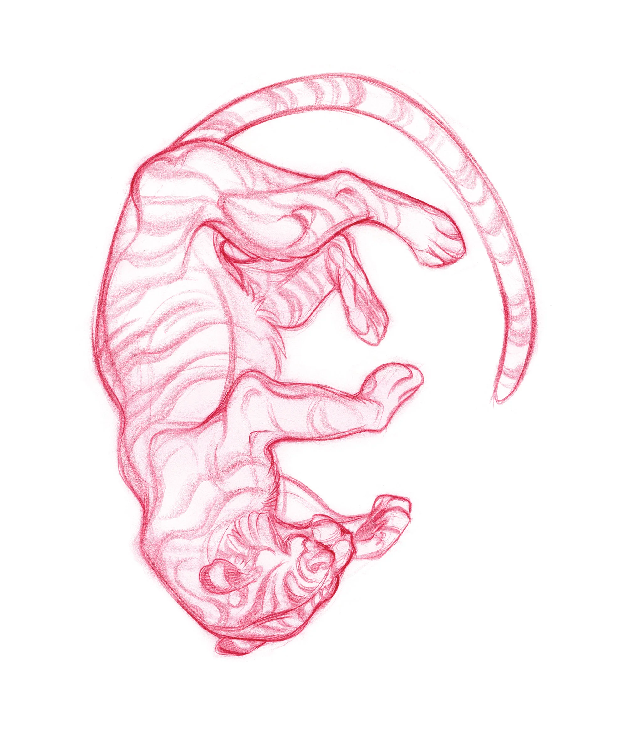 tigerfalling.sketch_JAWCooper copy.jpg