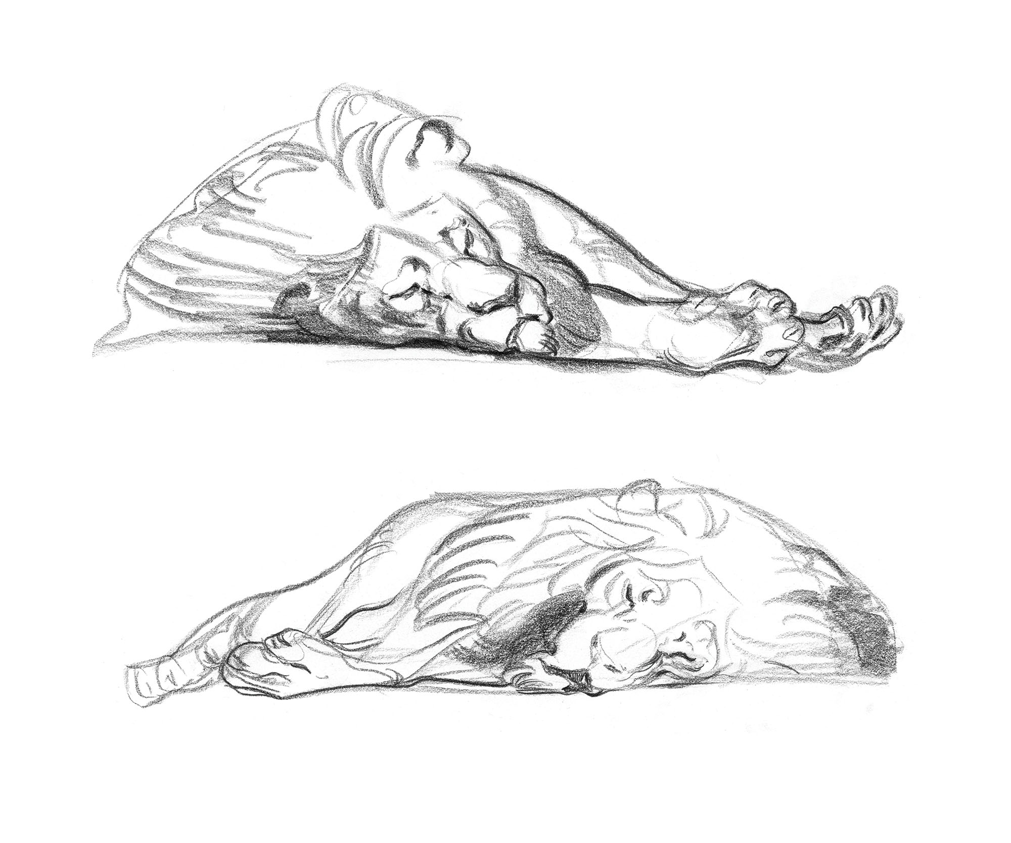 tiredlion.sketch_JAWCooper copy.jpg