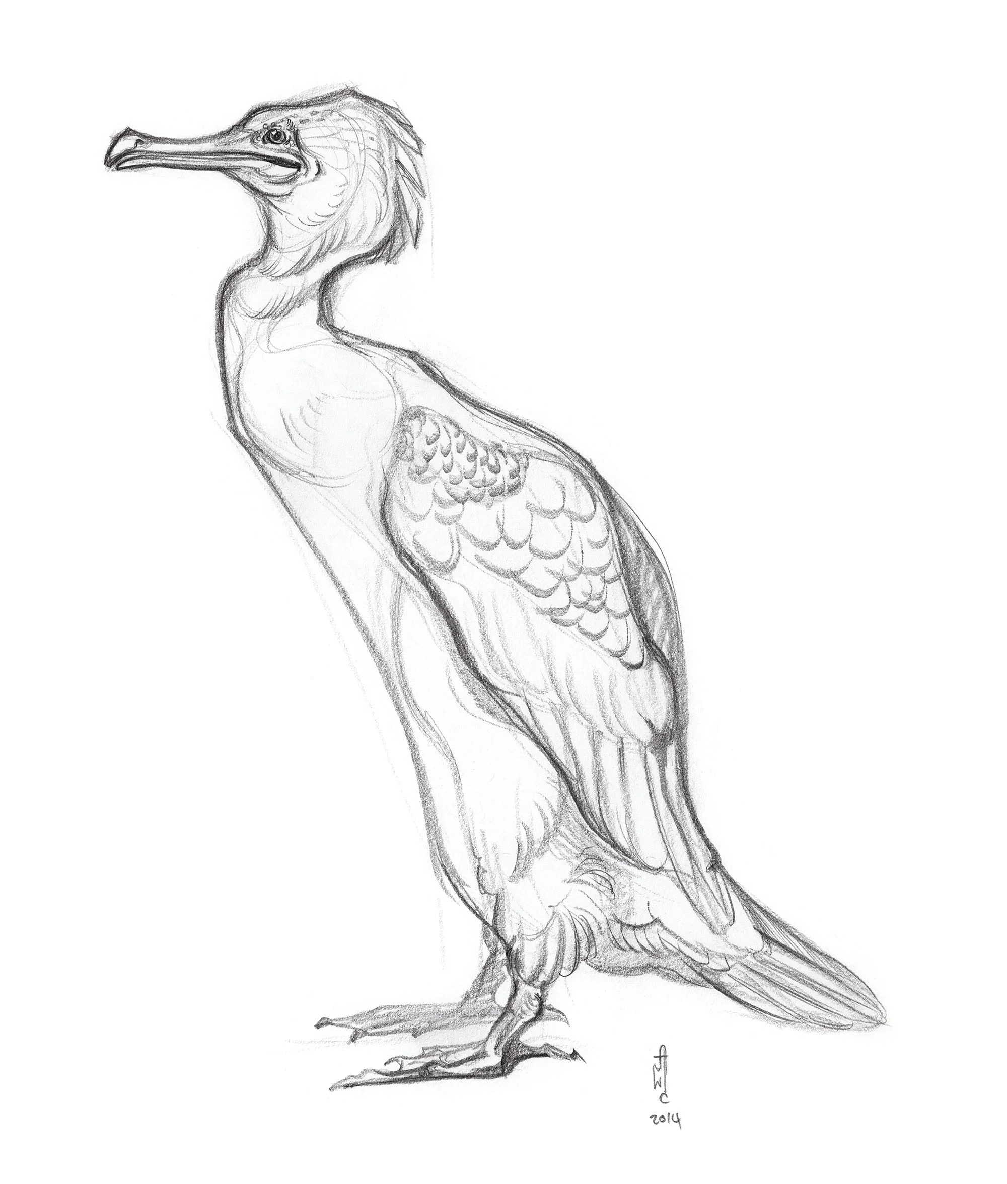 cormorant.oxford_sketch_jawcooper1.jpg
