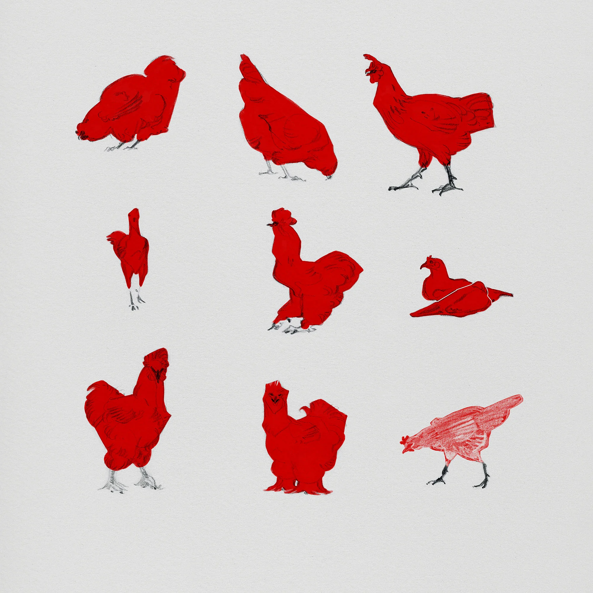 JAWCooper_localchickens copy.jpg