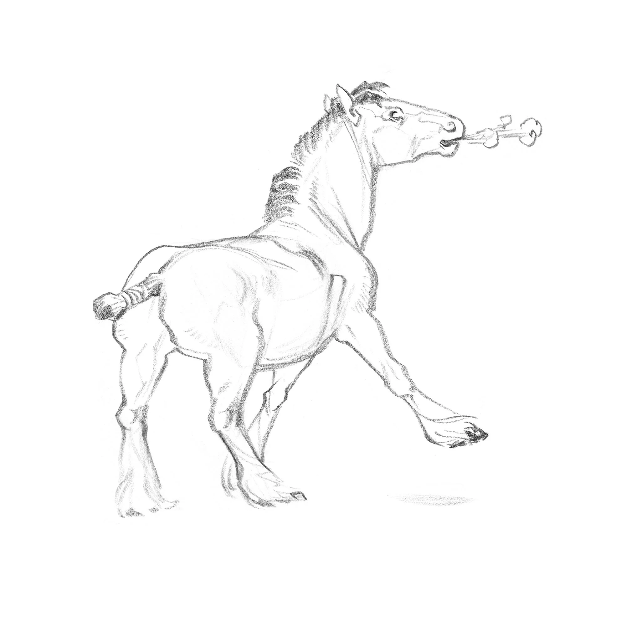 JAWCooper_snortinghorse copy.jpg