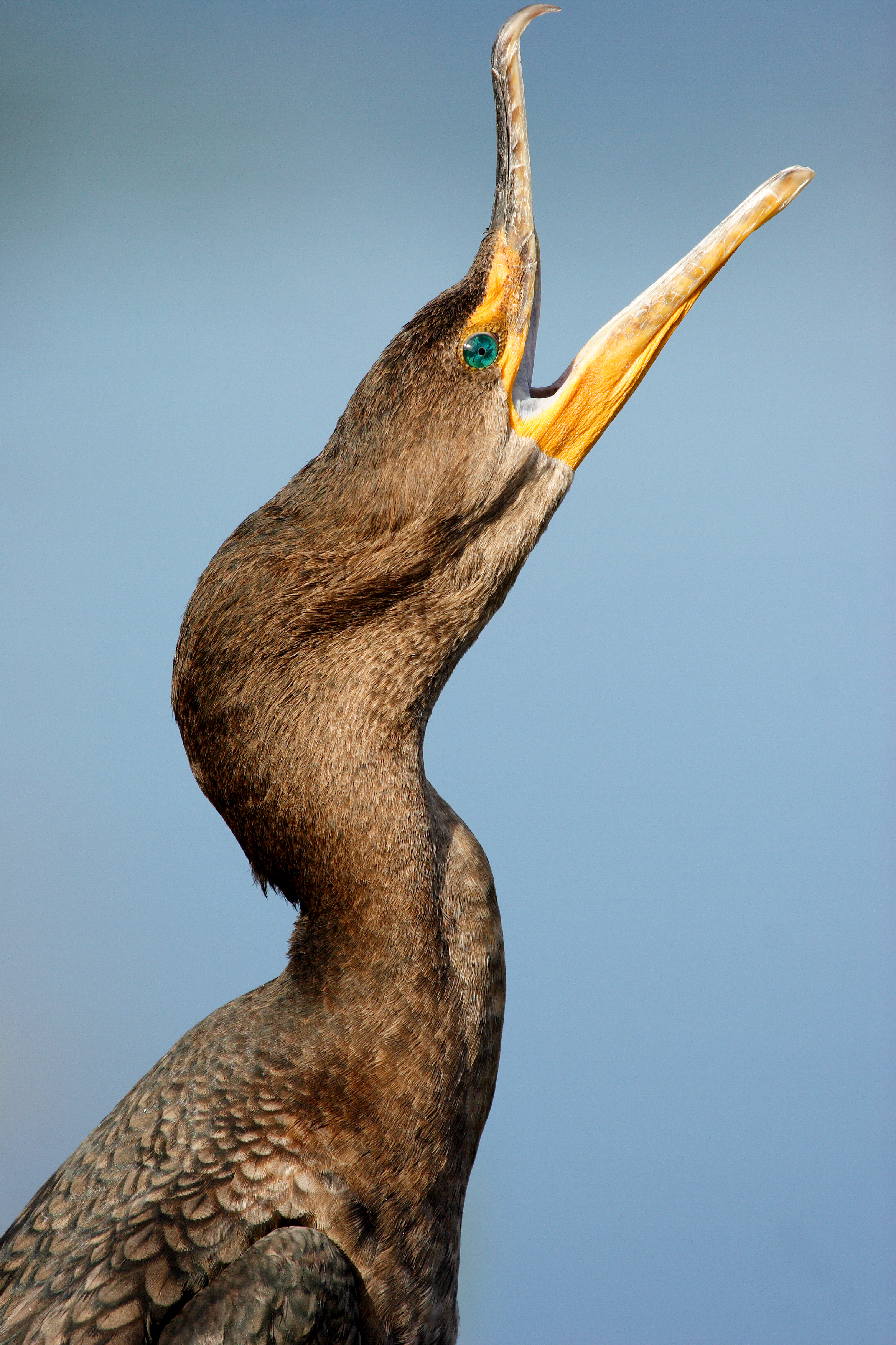 Cormorant