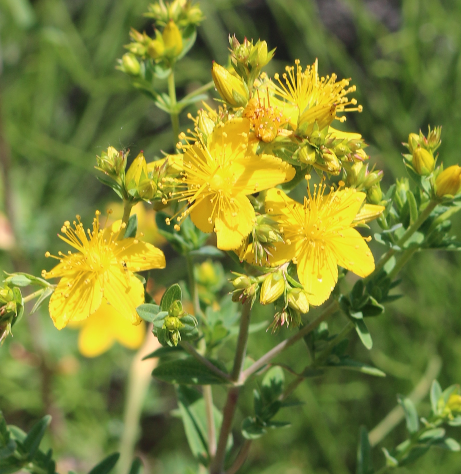Hypericum flowers