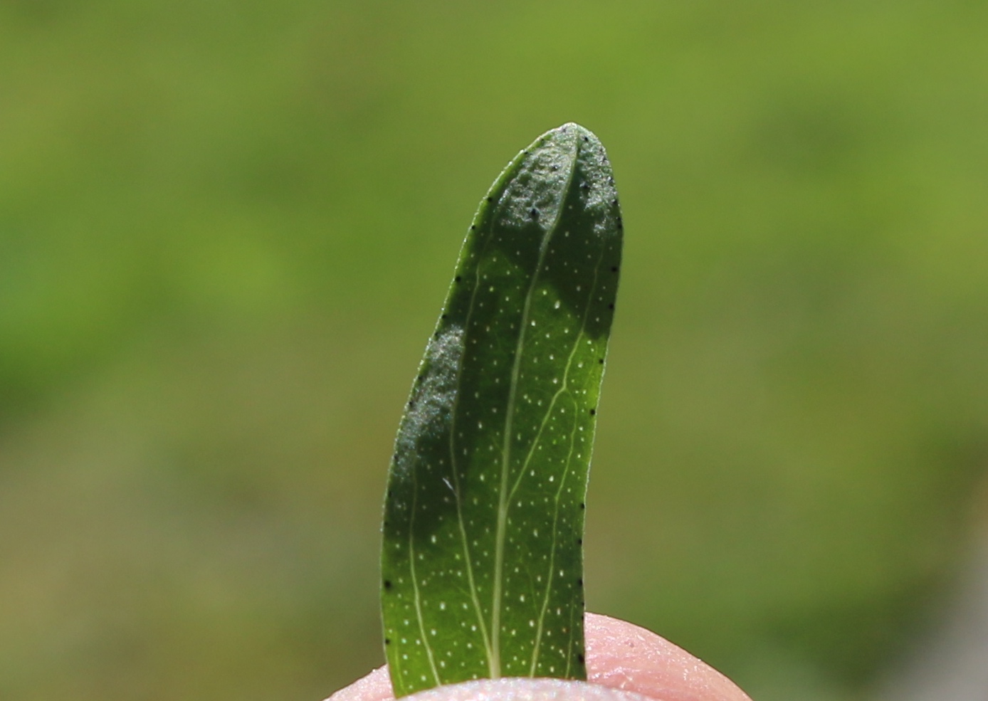 Notice the transparent holes in the leaf