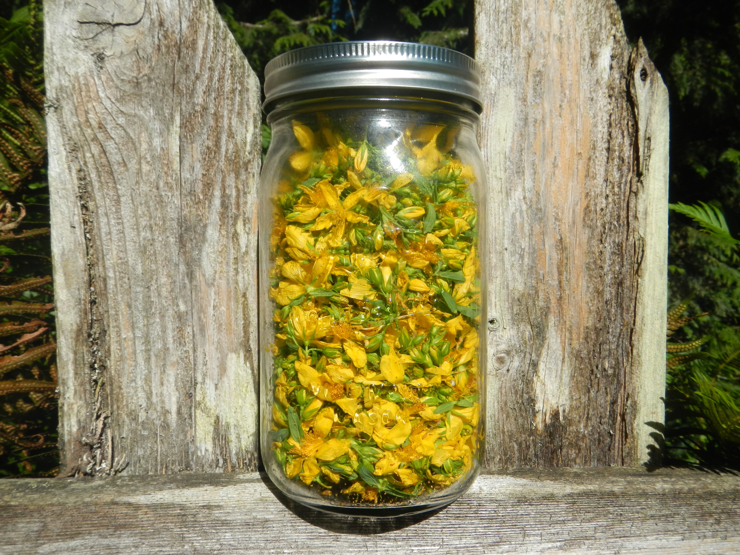 Mason jar filled with hypericum Flowers and Leaves