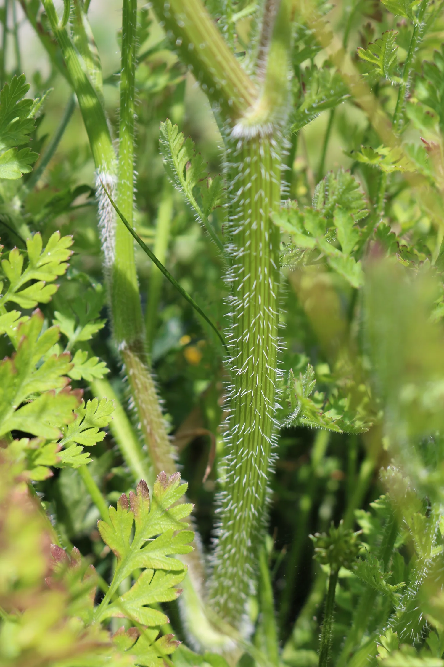 How to Tell the Difference Between Poison Hemlock and Queen Anne's Lace — Raven's Roots
