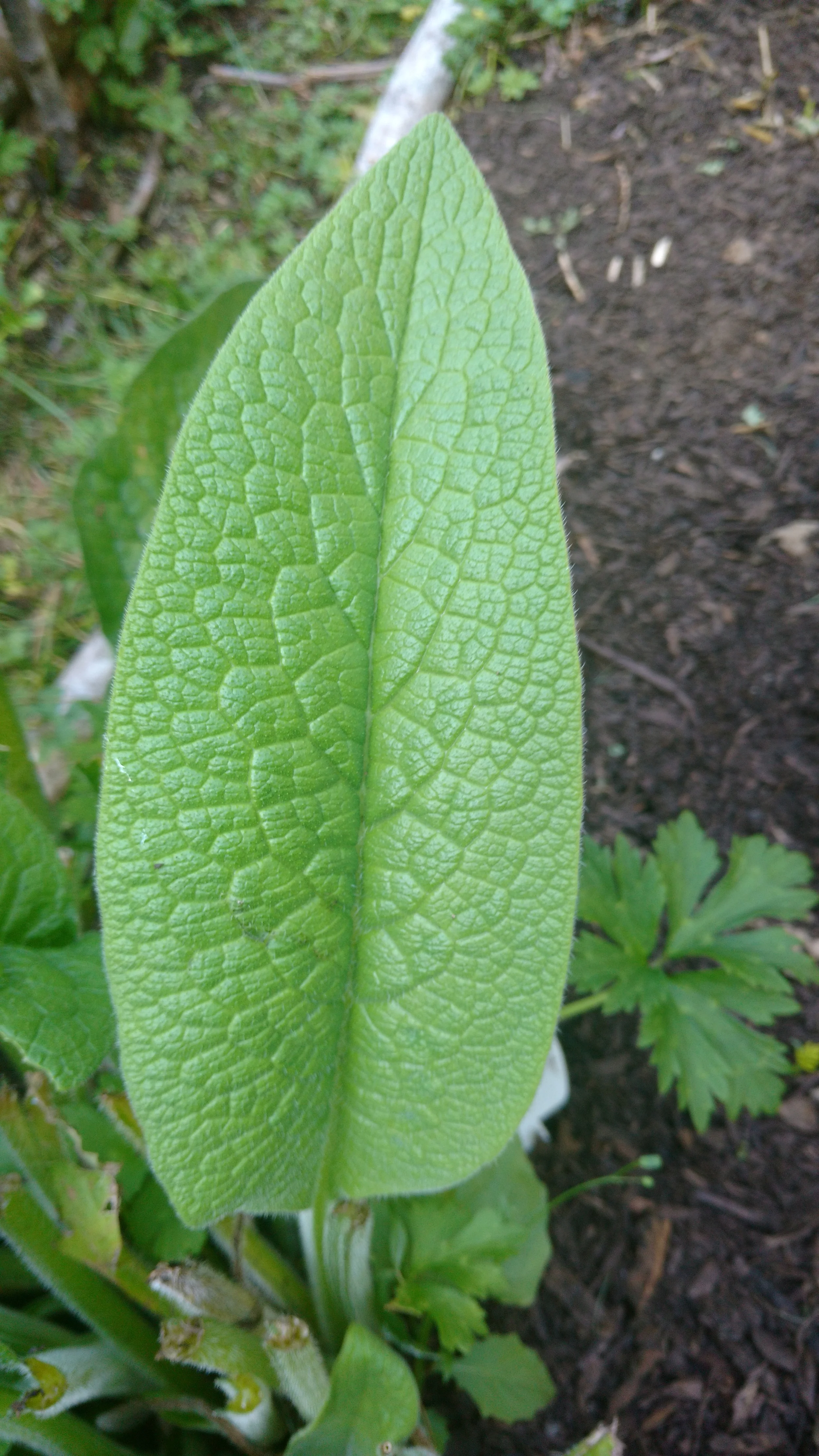 ComFrey (Leaves have stiff hairs and edges of leaf are smooth)