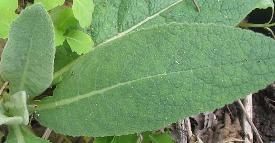 Mullein (Has Lobed Leaf Edges where comfrey has smooth edges. Also look how hairy the new growth leaves are to the left in the photo)