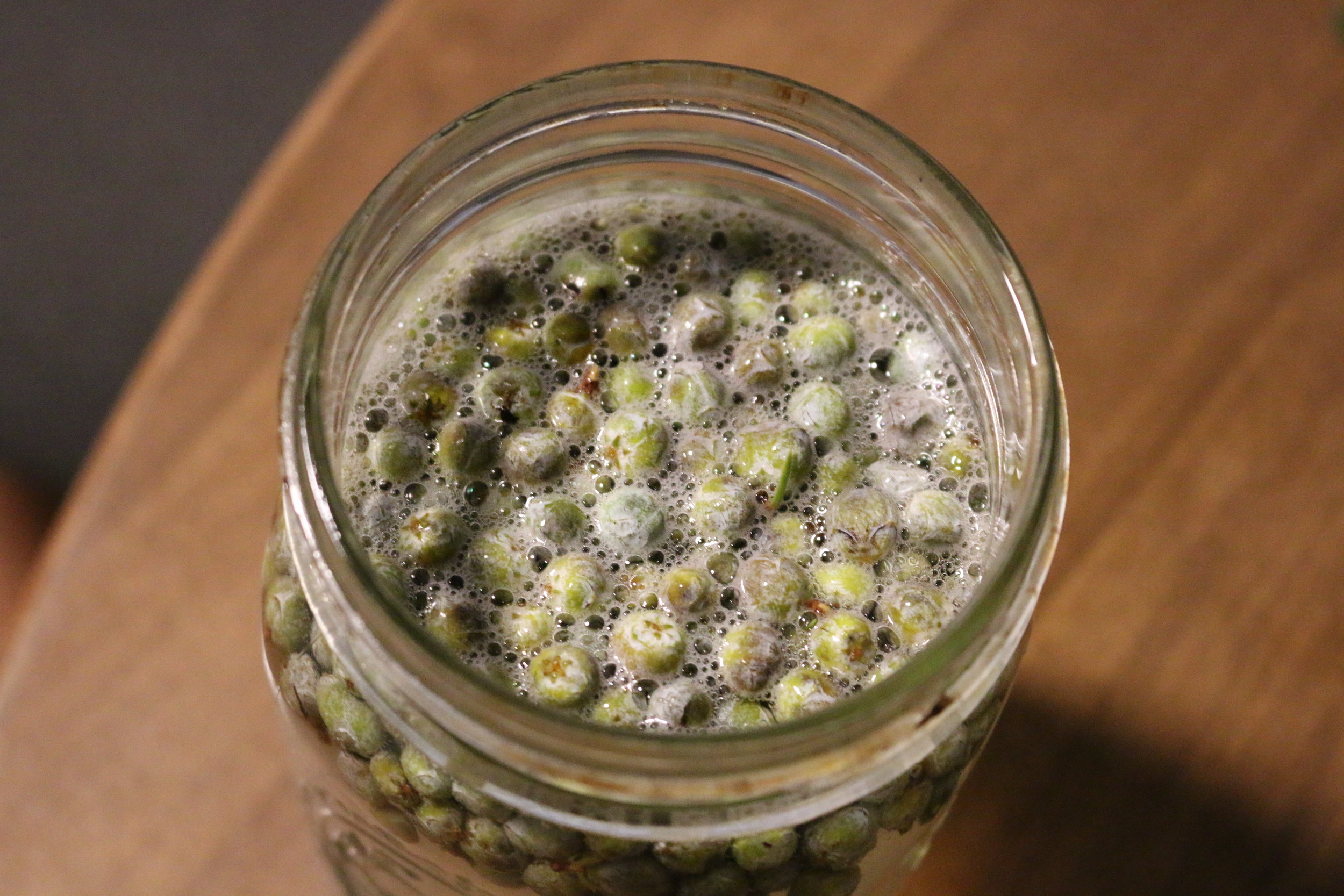 Using Wild Yeasts for Fermenting Foods and Beverages — Raven's Roots
