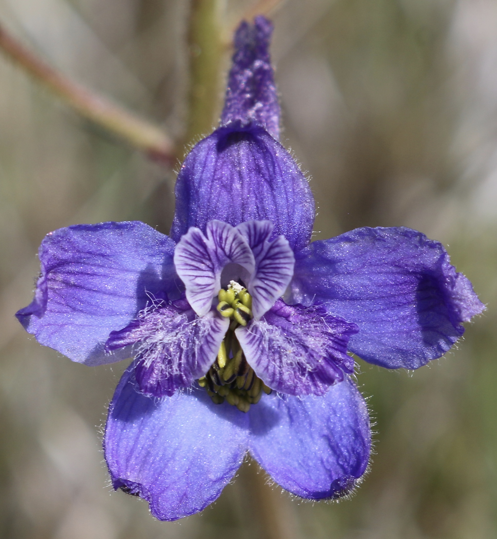 Upland larkspur (Delphinium nuttallianum)