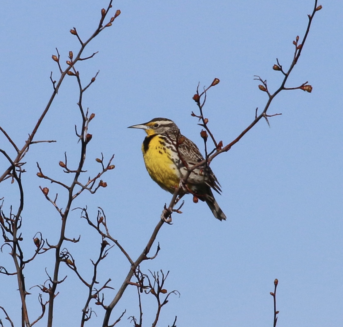 Western meadowlark