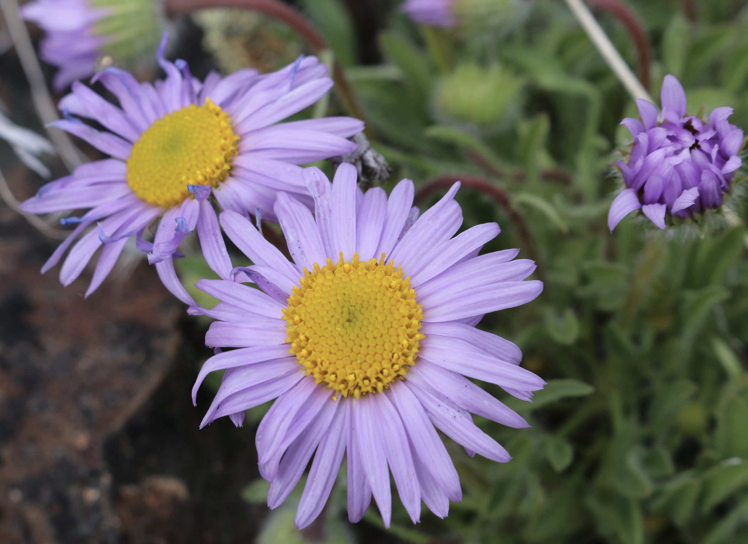 Cushion fleabane
